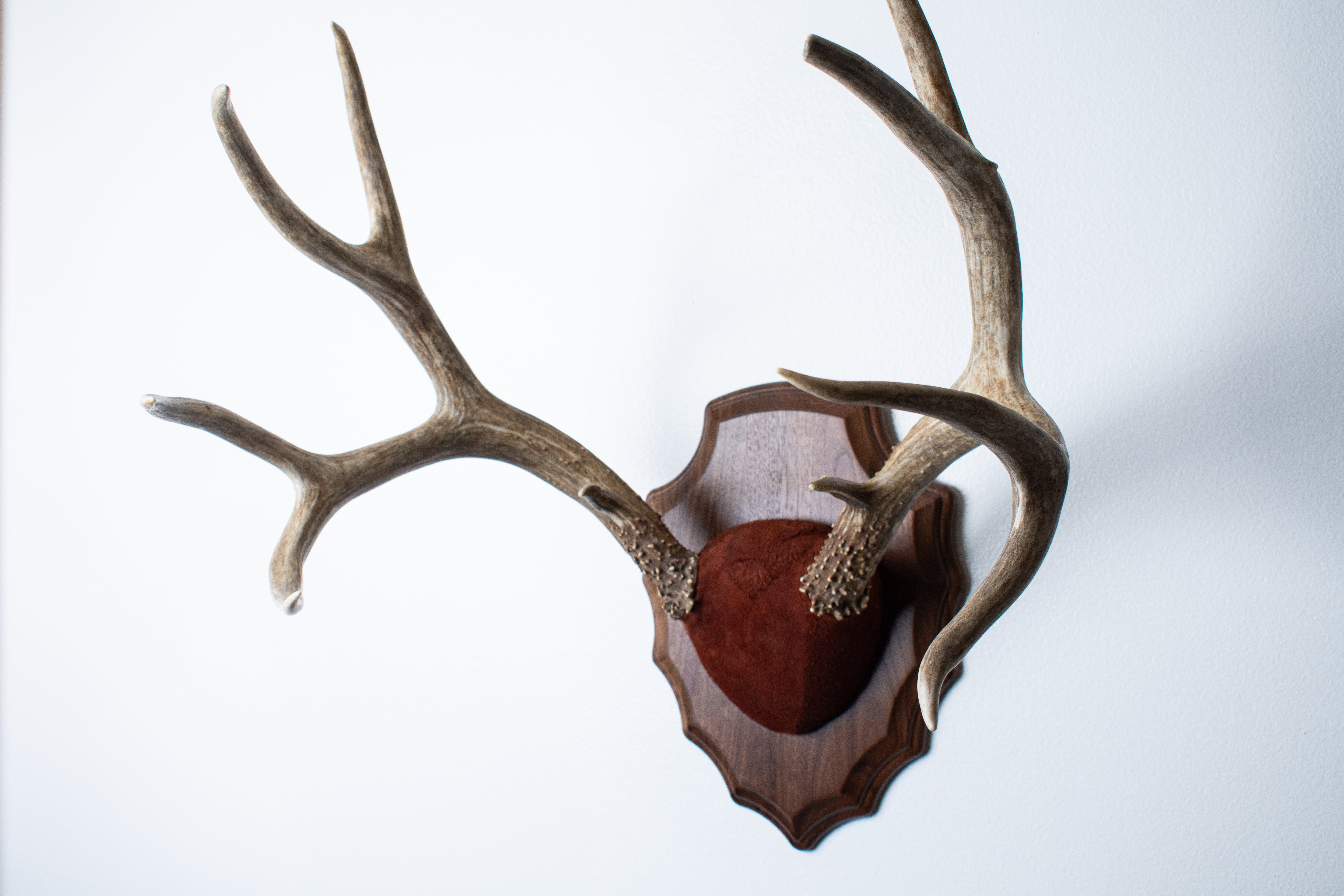 Mule Deer Antler Mount | Burgundy | 07
