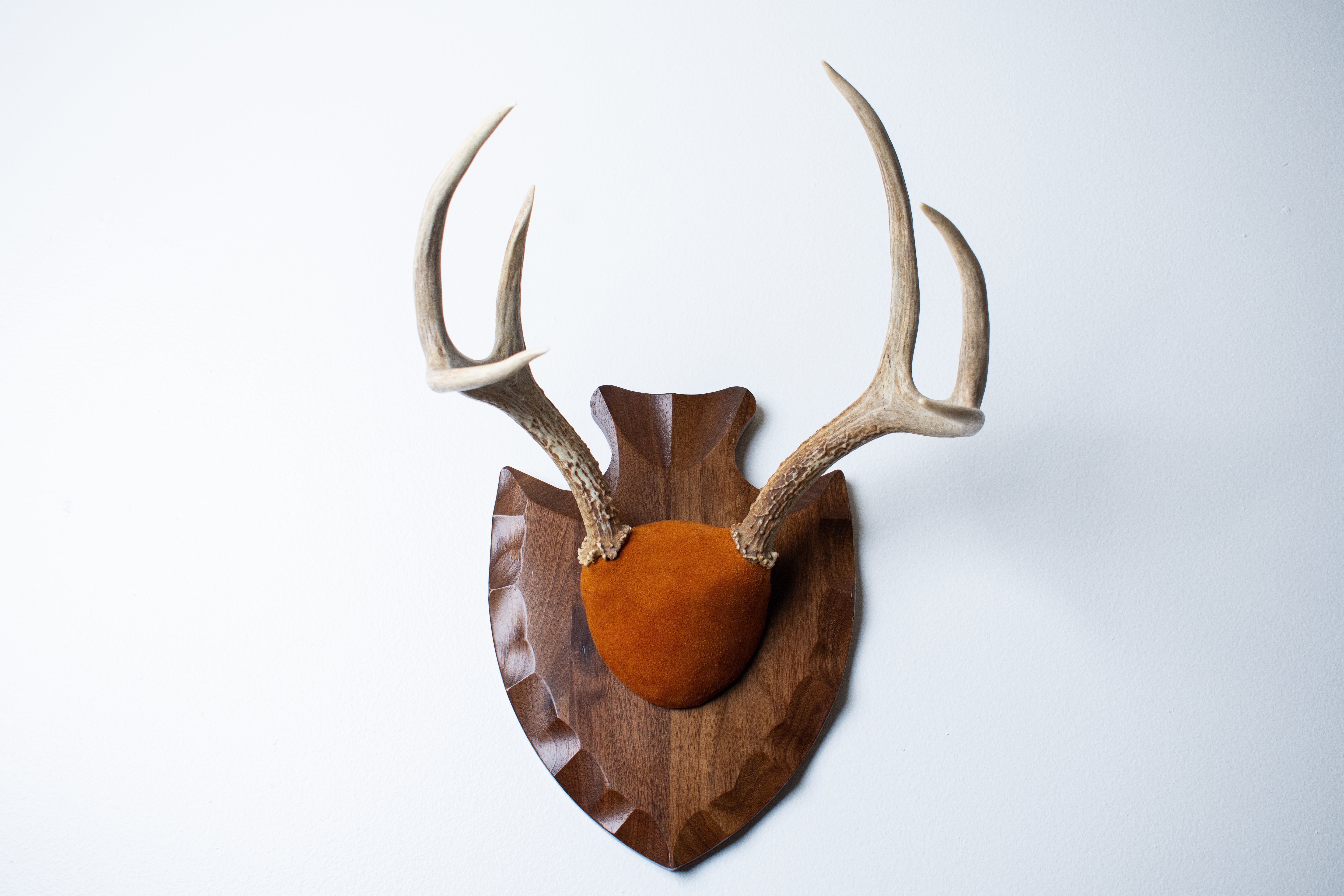 Whitetail Deer Antler Mount | Nutmeg | 01