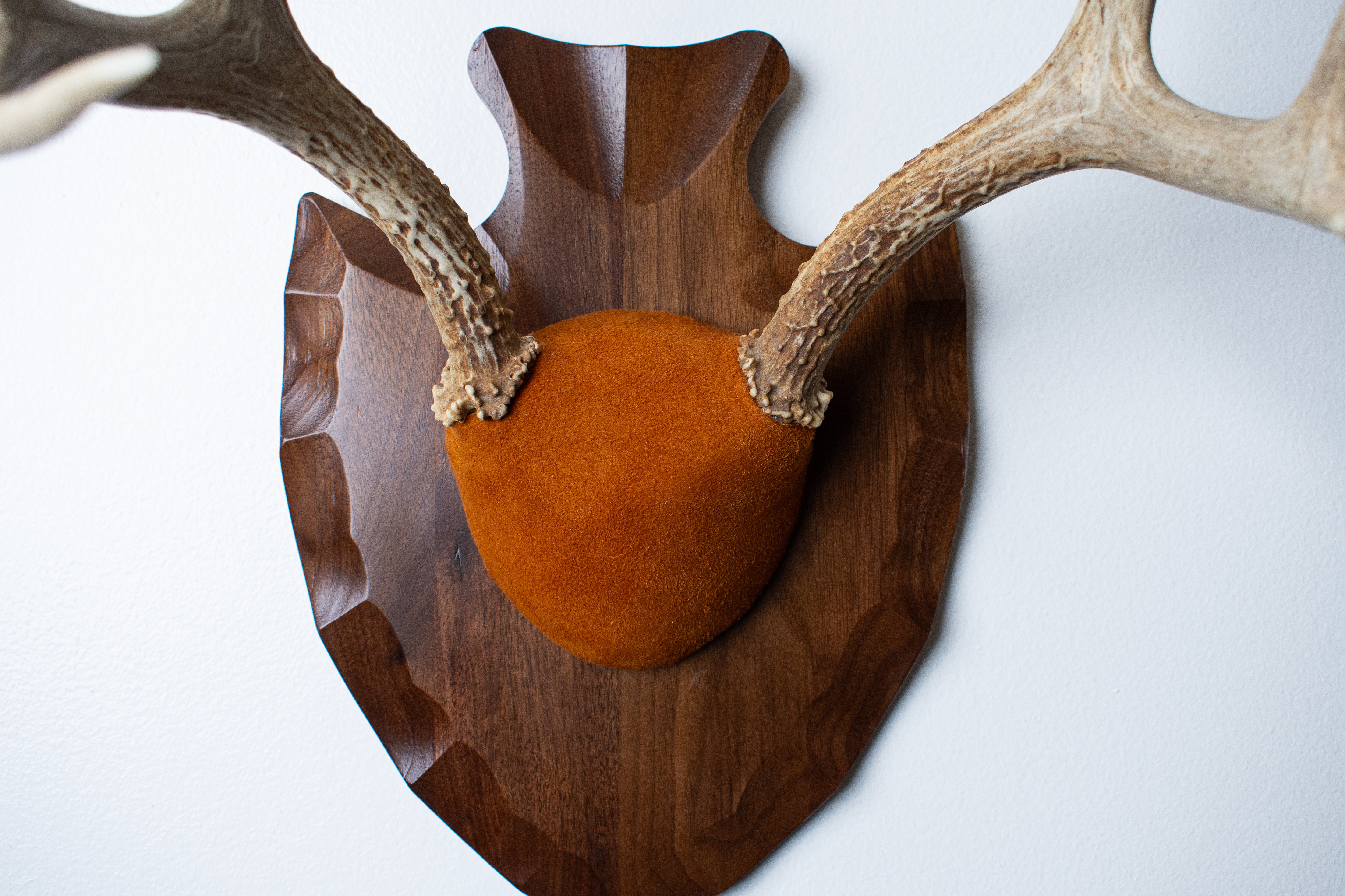 Whitetail Deer Antler Mount | Nutmeg | 01