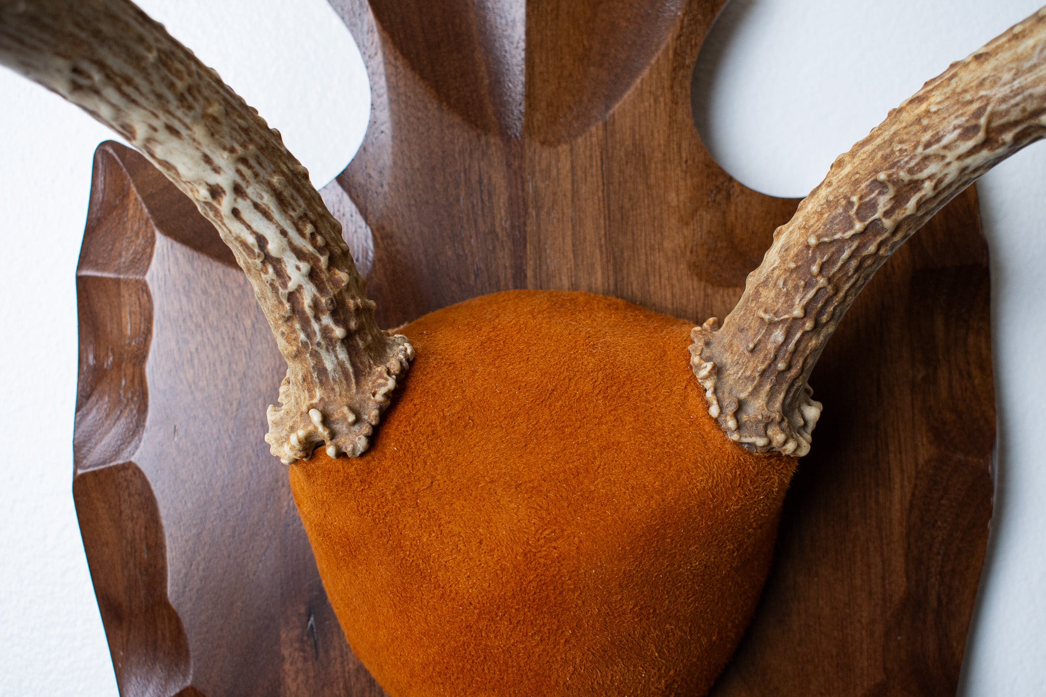 Whitetail Deer Antler Mount | Nutmeg | 01