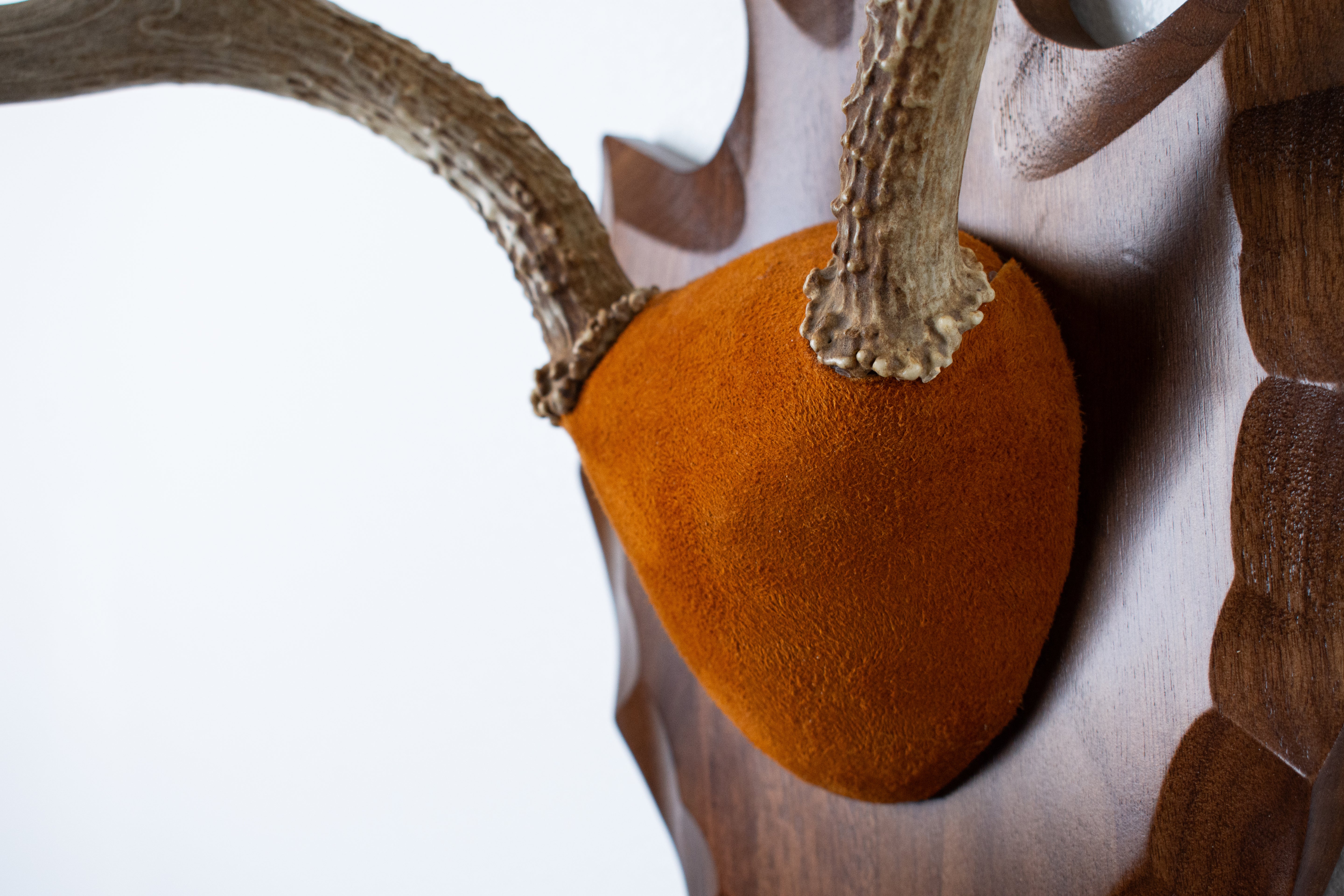 Whitetail Deer Antler Mount | Nutmeg | 01