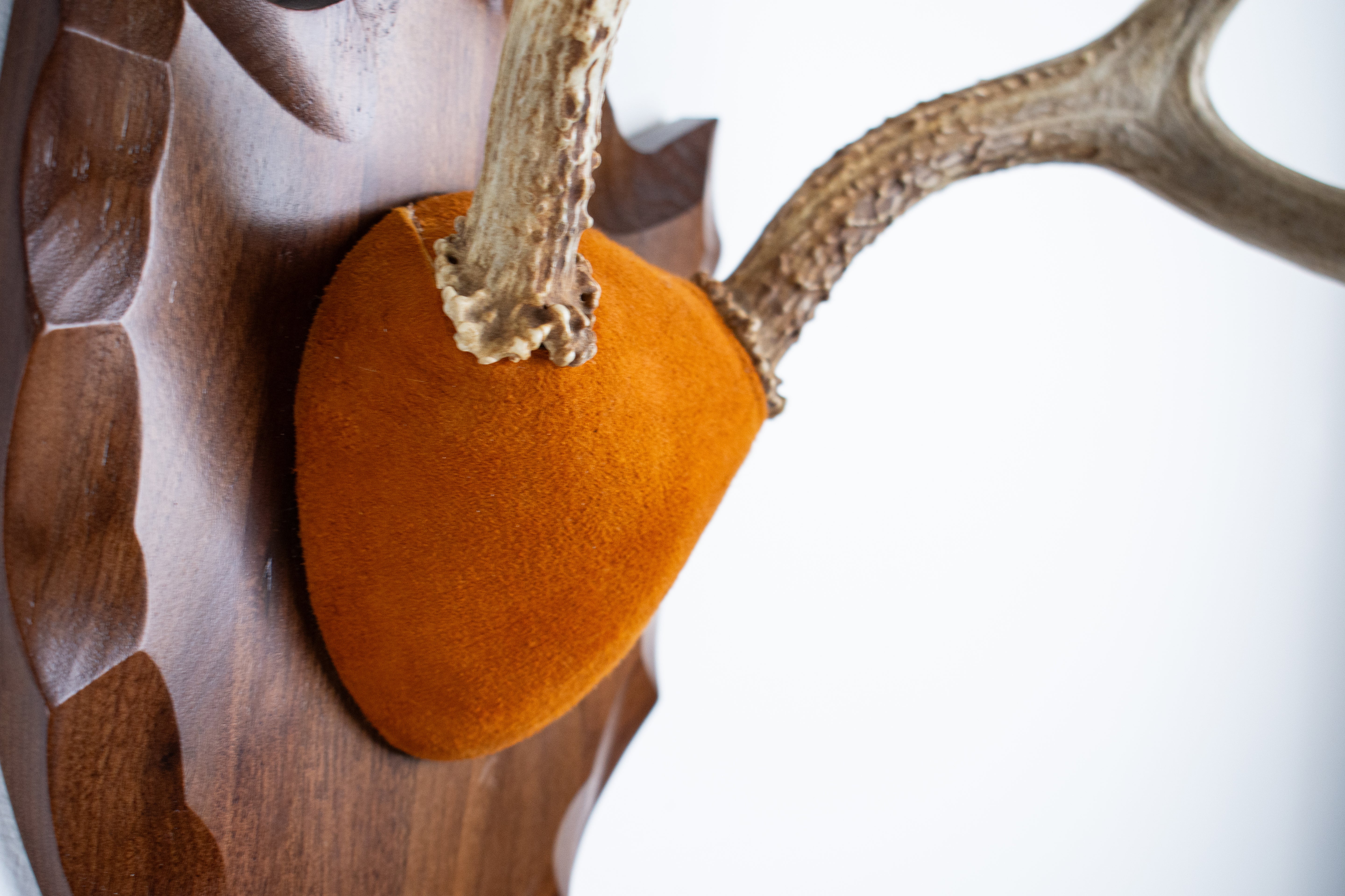 Whitetail Deer Antler Mount | Nutmeg | 01