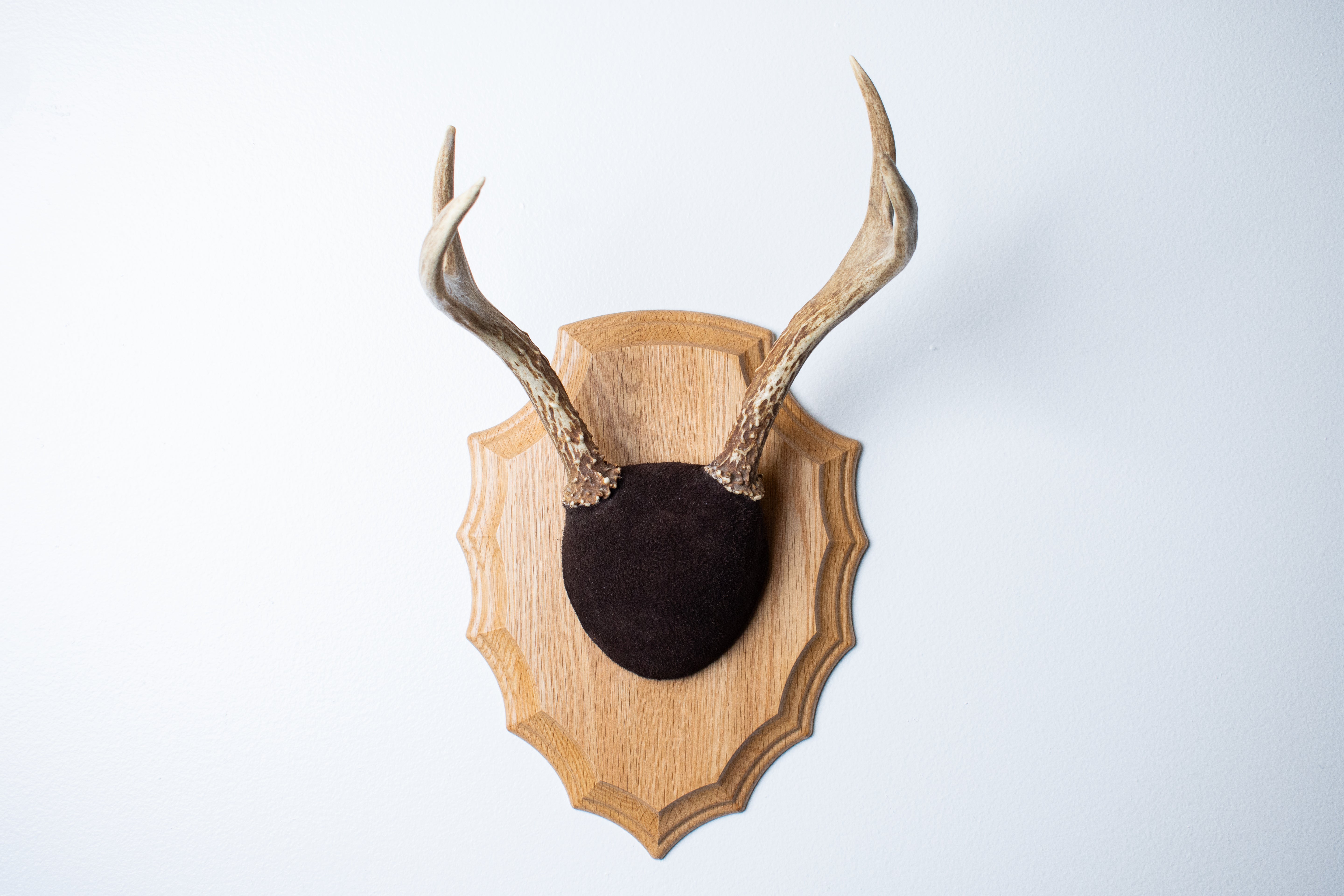 Whitetail Deer Antler Mount | Chocolate | 03