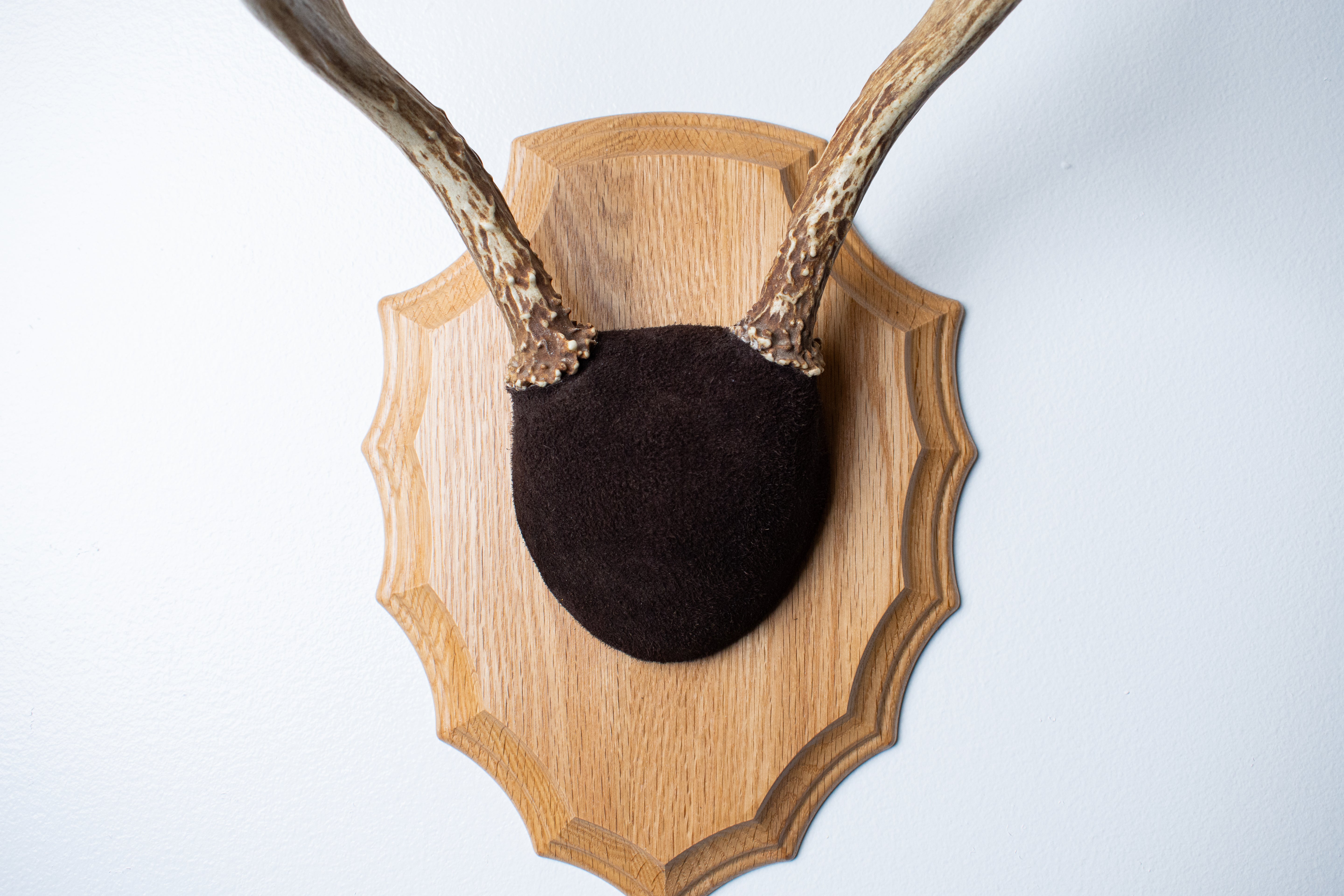 Whitetail Deer Antler Mount | Chocolate | 03