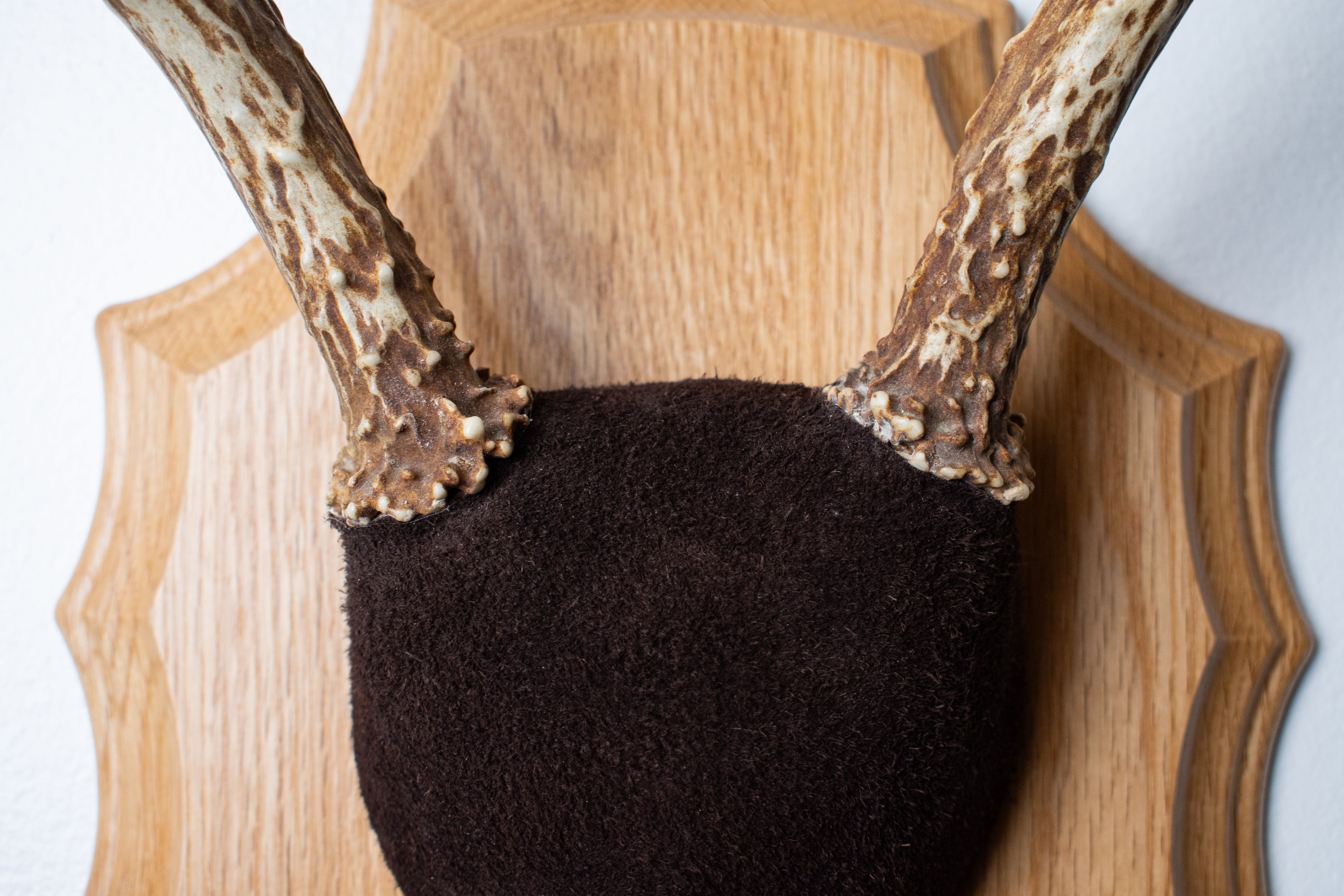 Whitetail Deer Antler Mount | Chocolate | 03