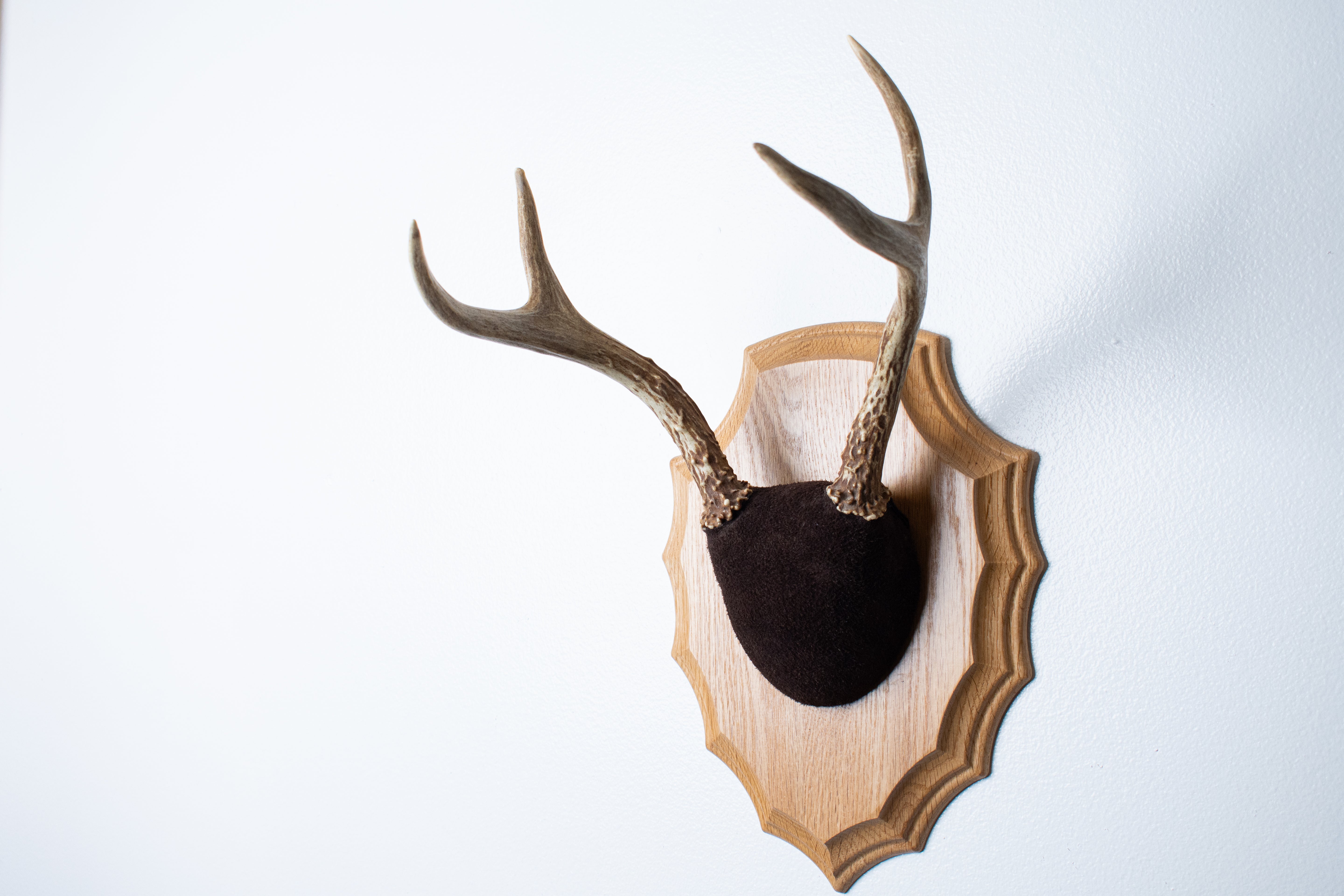 Whitetail Deer Antler Mount | Chocolate | 03