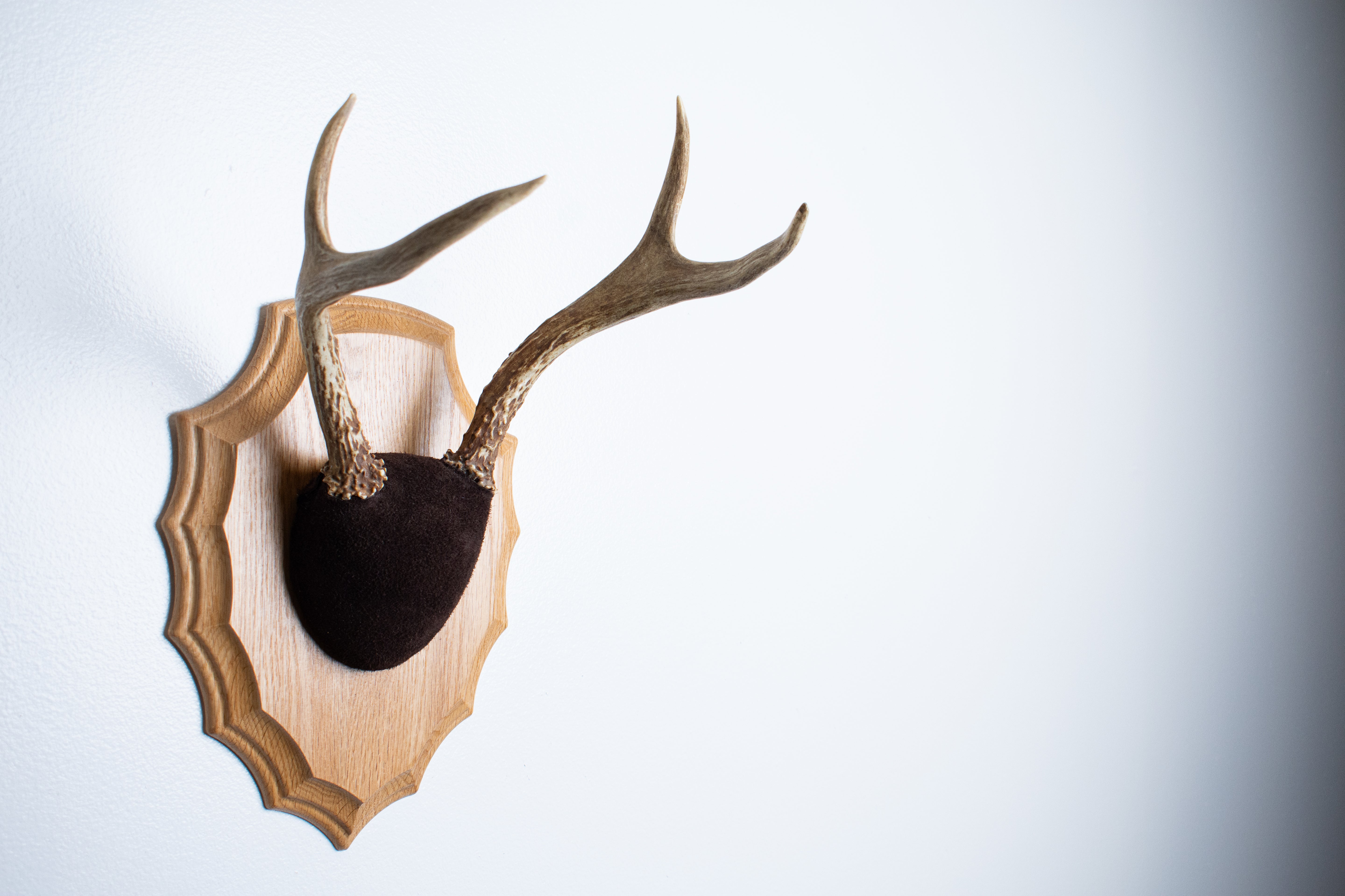 Whitetail Deer Antler Mount | Chocolate | 03