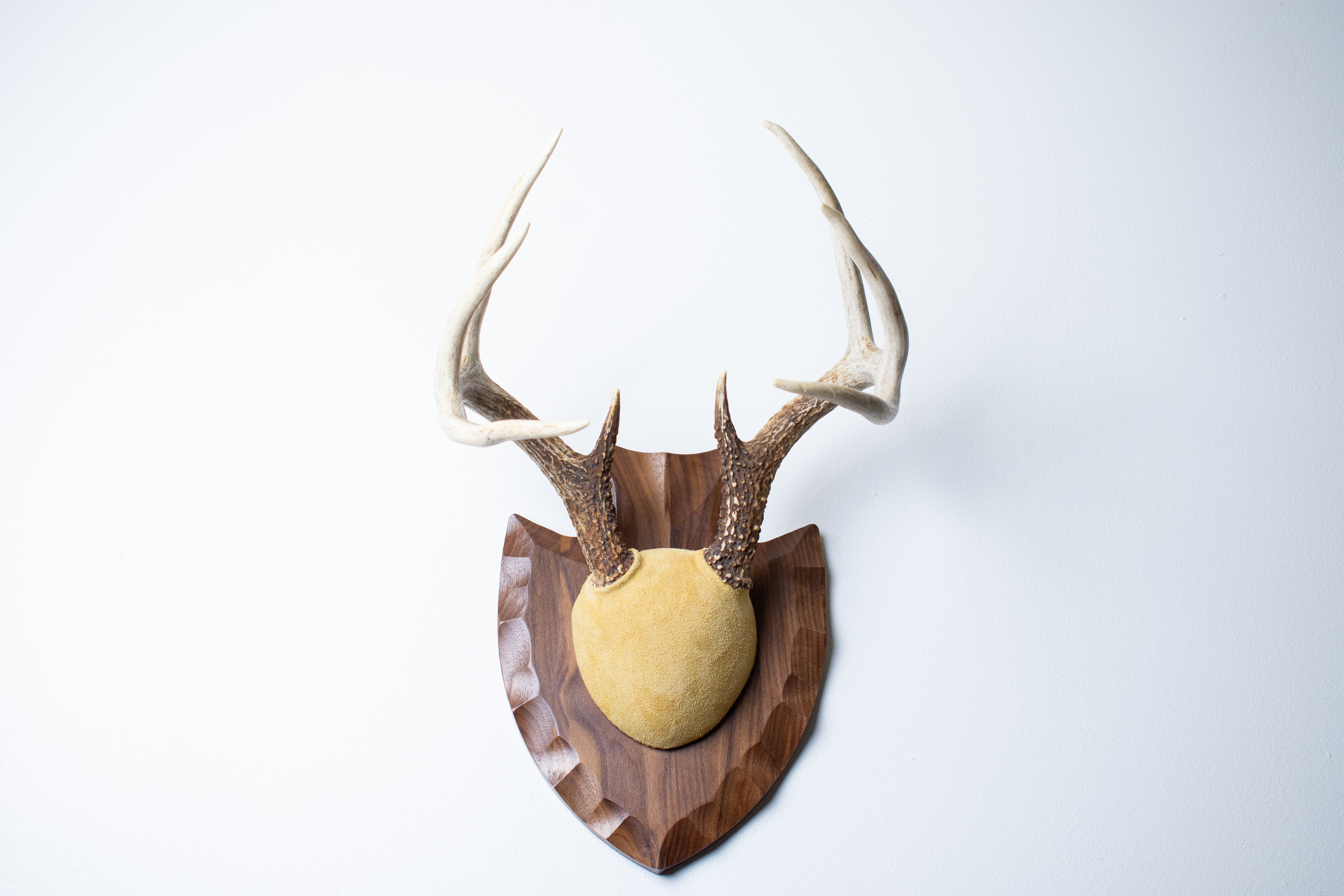Whitetail Deer Antler Mount | Honey | 04