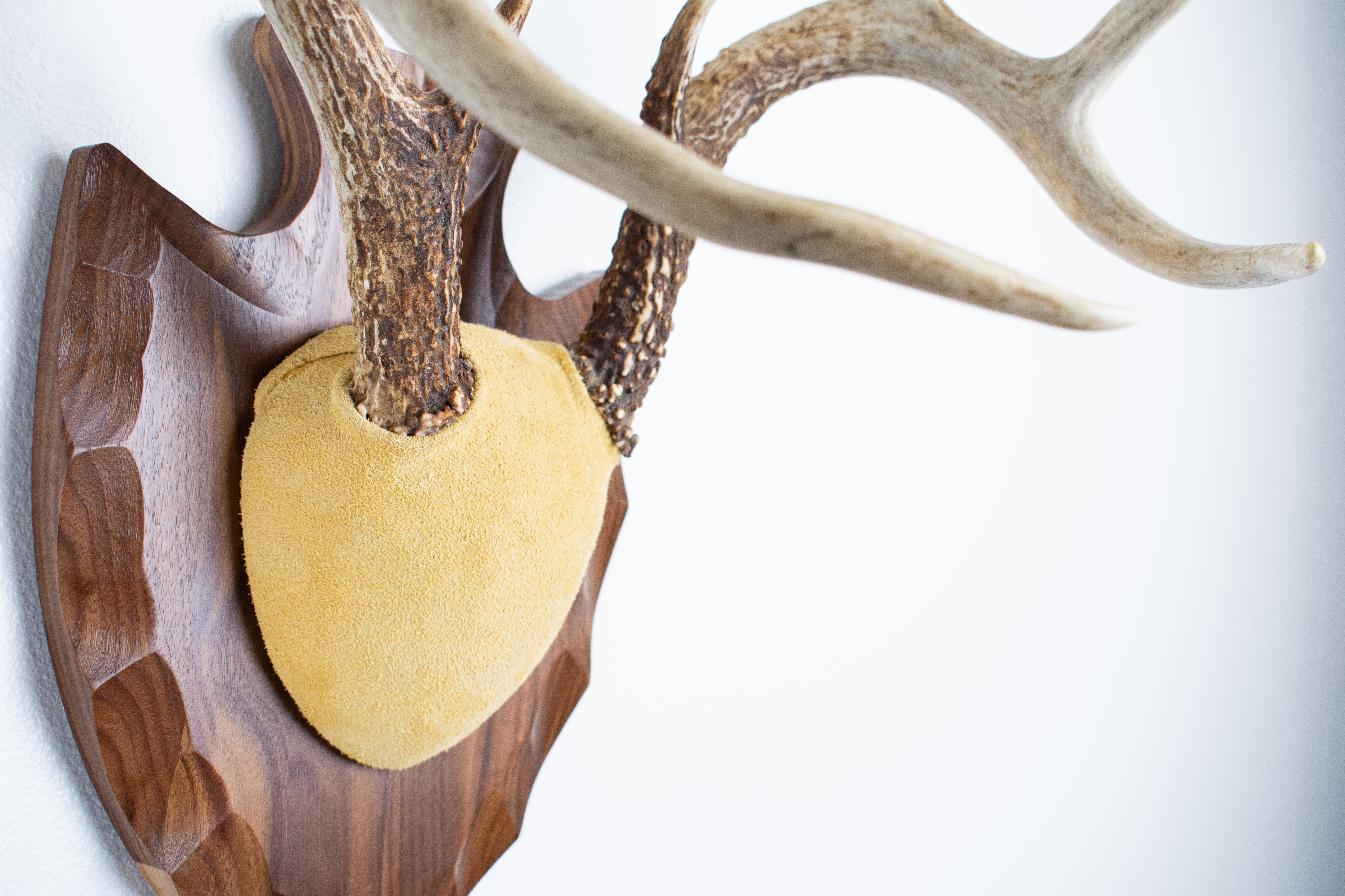 Whitetail Deer Antler Mount | Honey | 04
