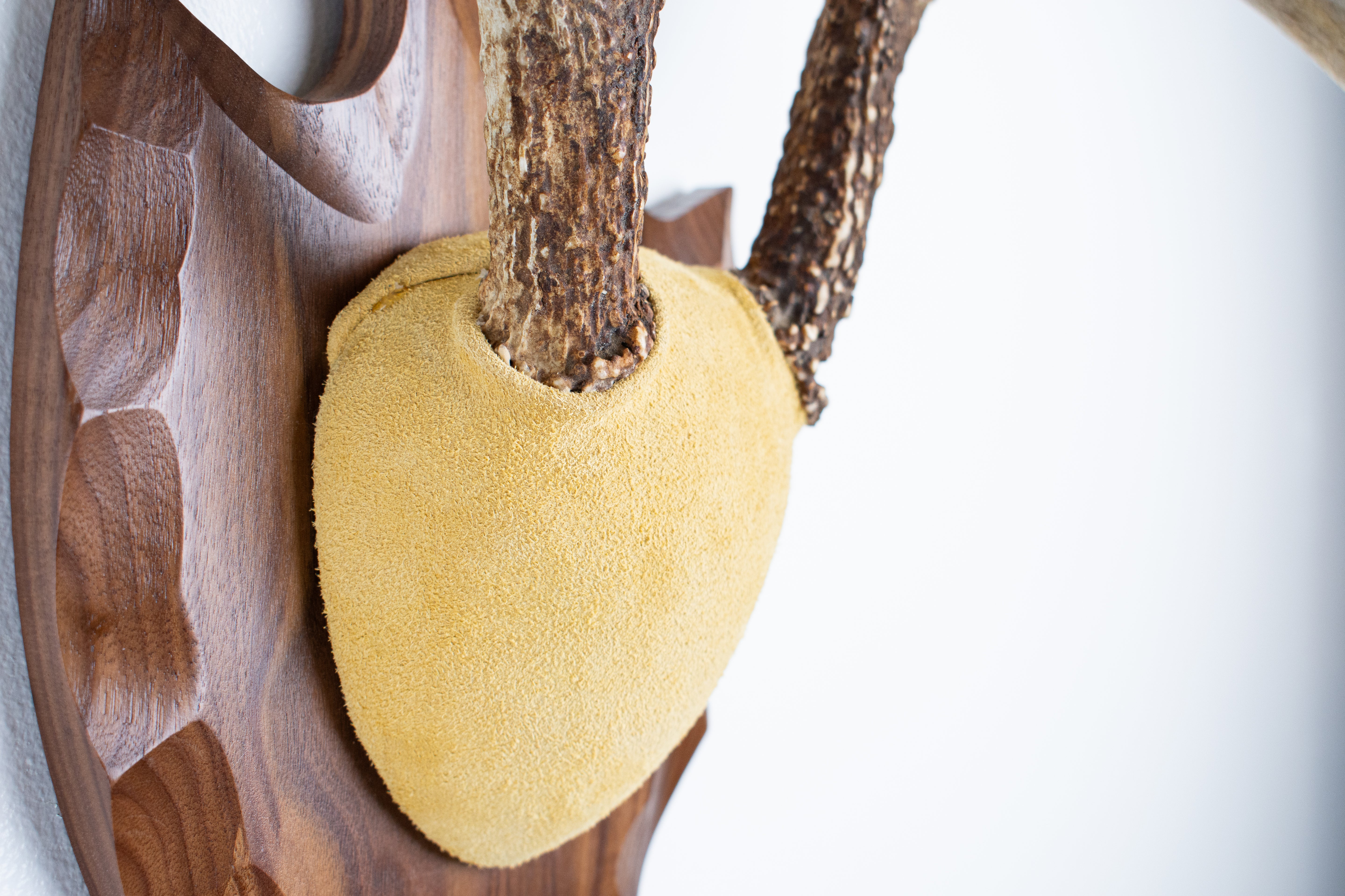 Whitetail Deer Antler Mount | Honey | 04