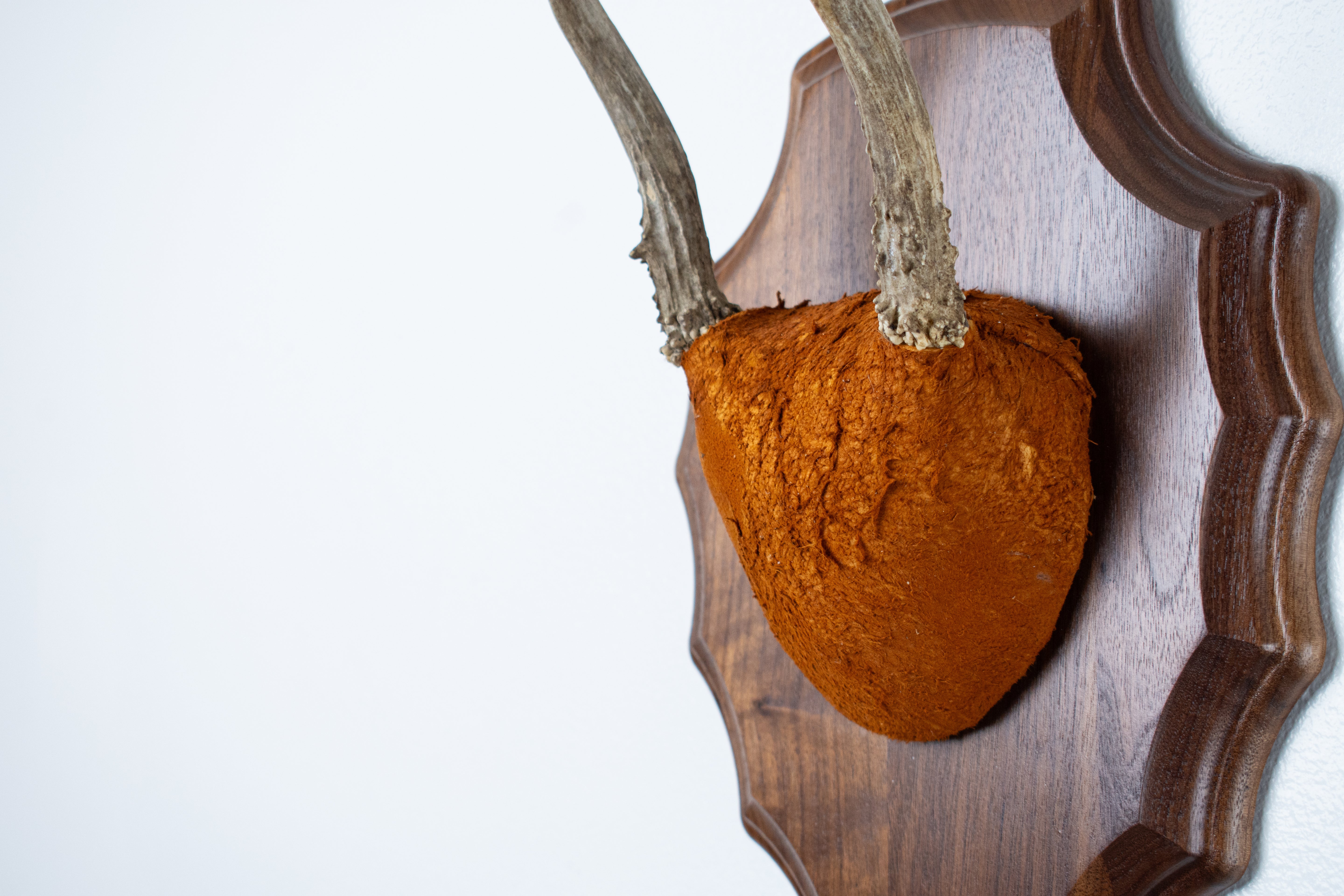 Whitetail Deer Antler Mount | Nutmeg | 06