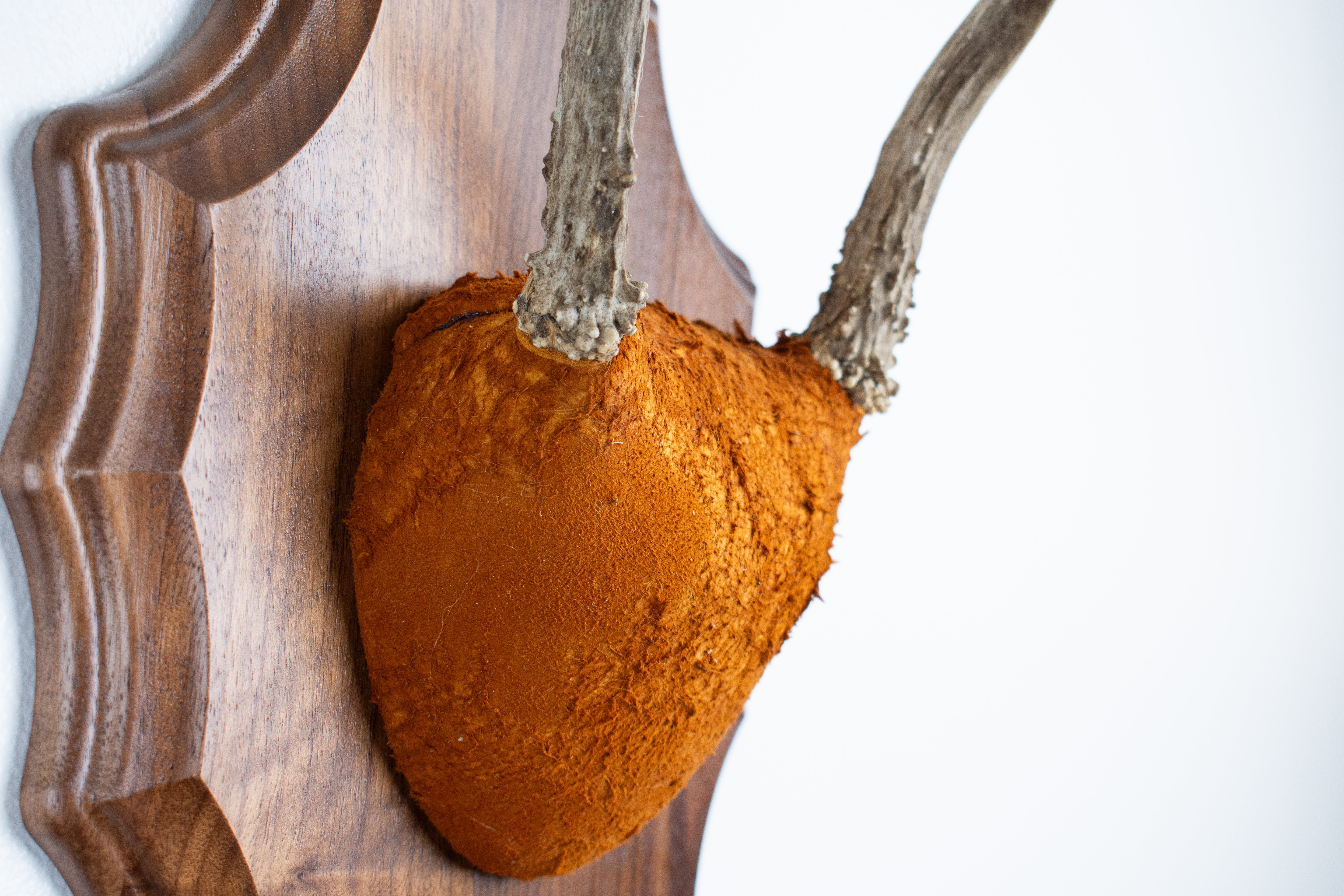 Whitetail Deer Antler Mount | Nutmeg | 06