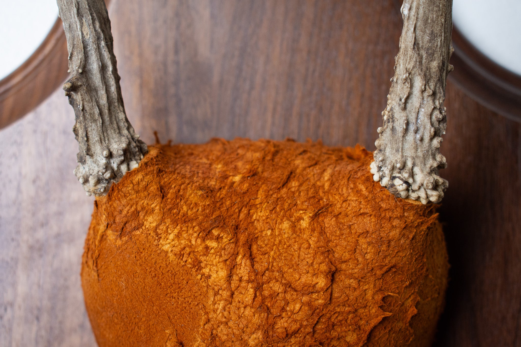 Whitetail Deer Antler Mount | Nutmeg | 06