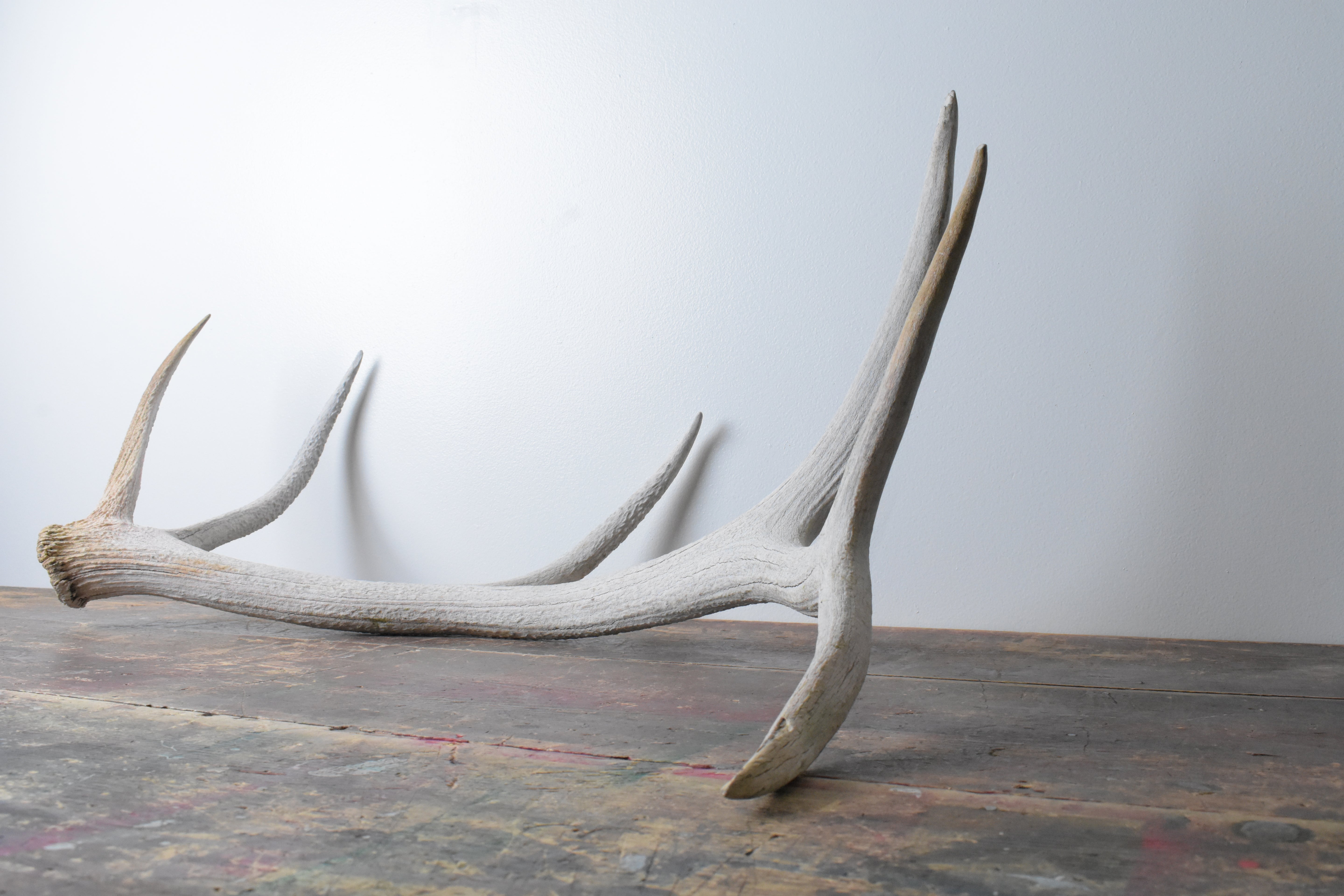 Elk Antler | Large Size | 75