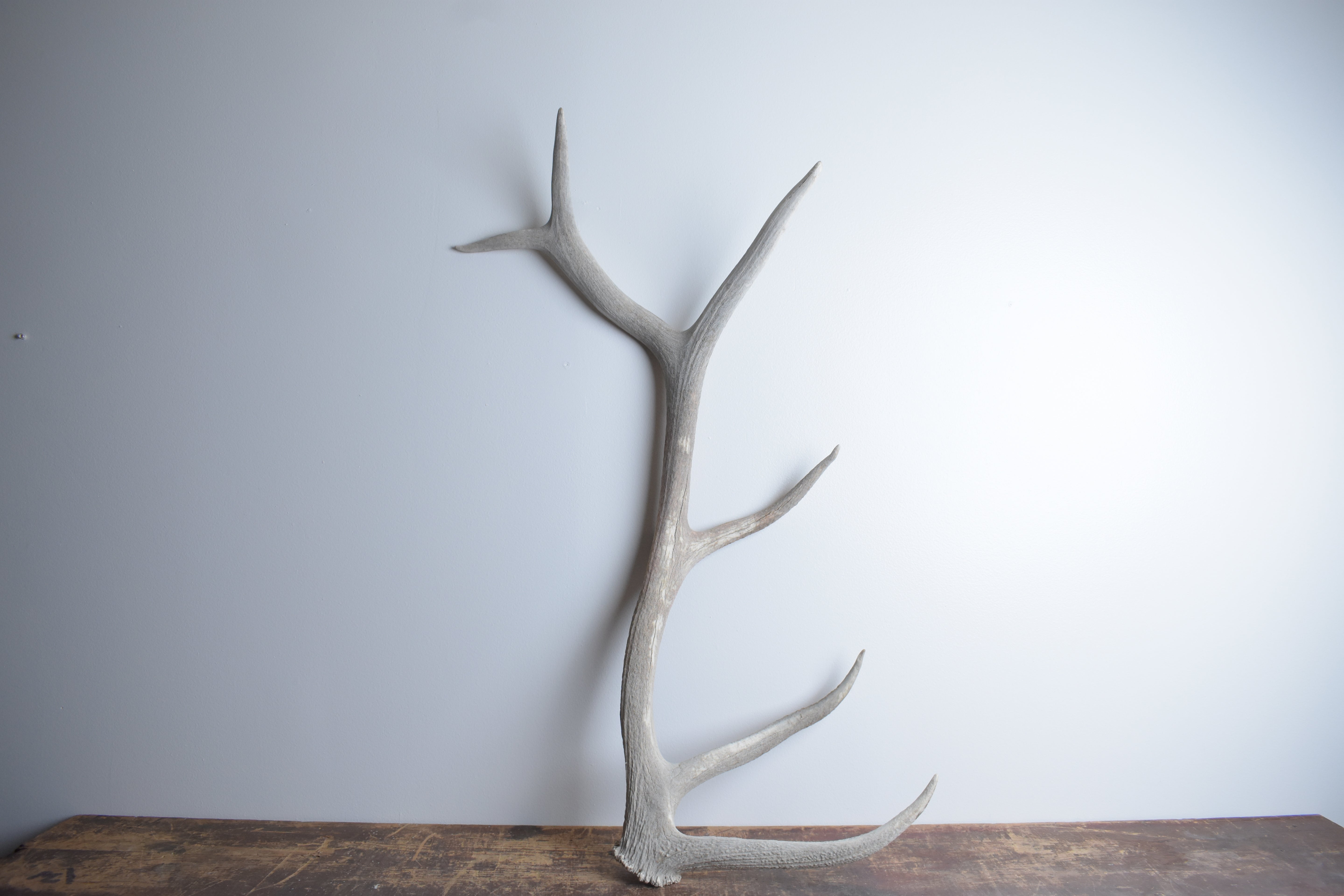 Elk Antler | 80
