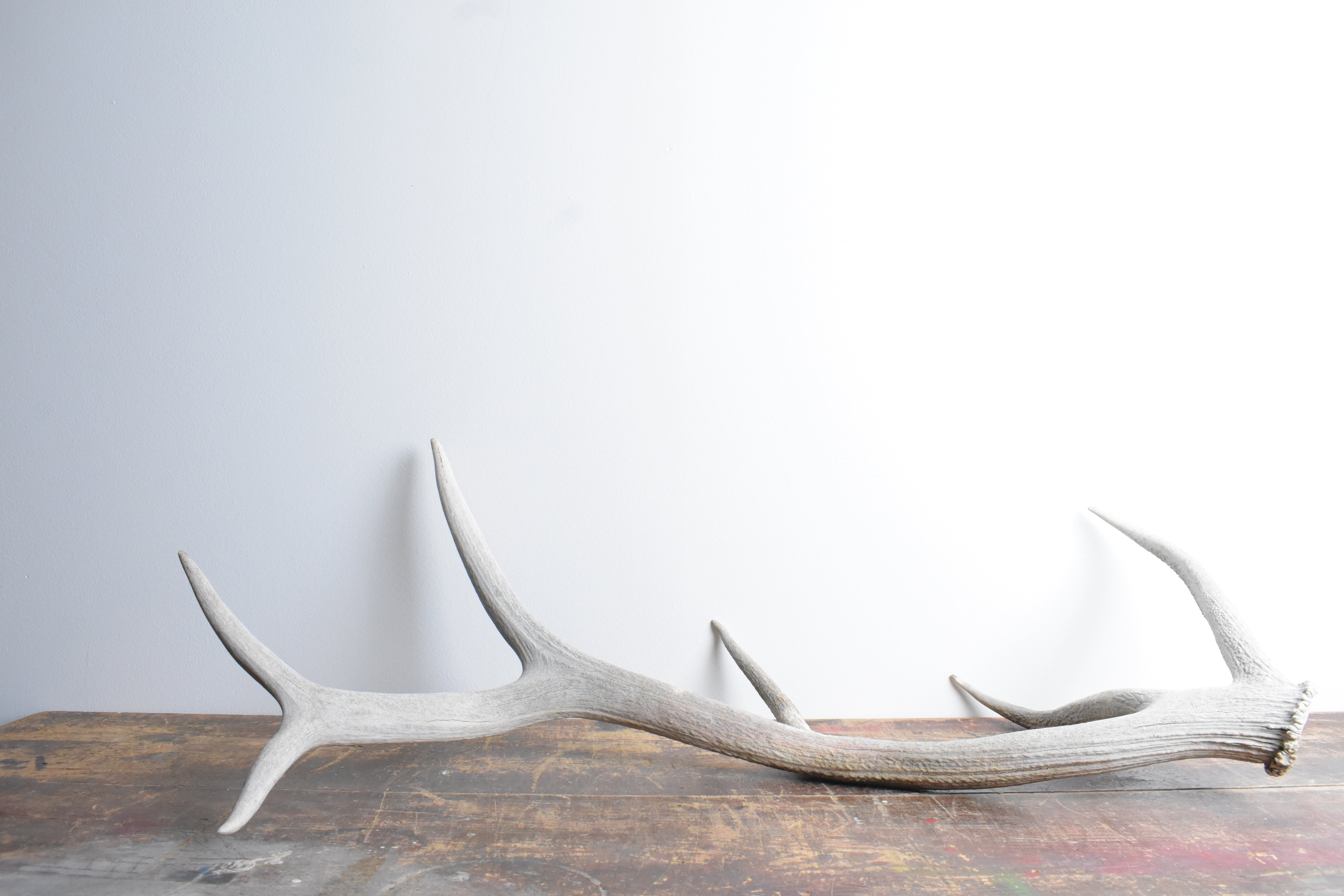 Elk Antler | 80