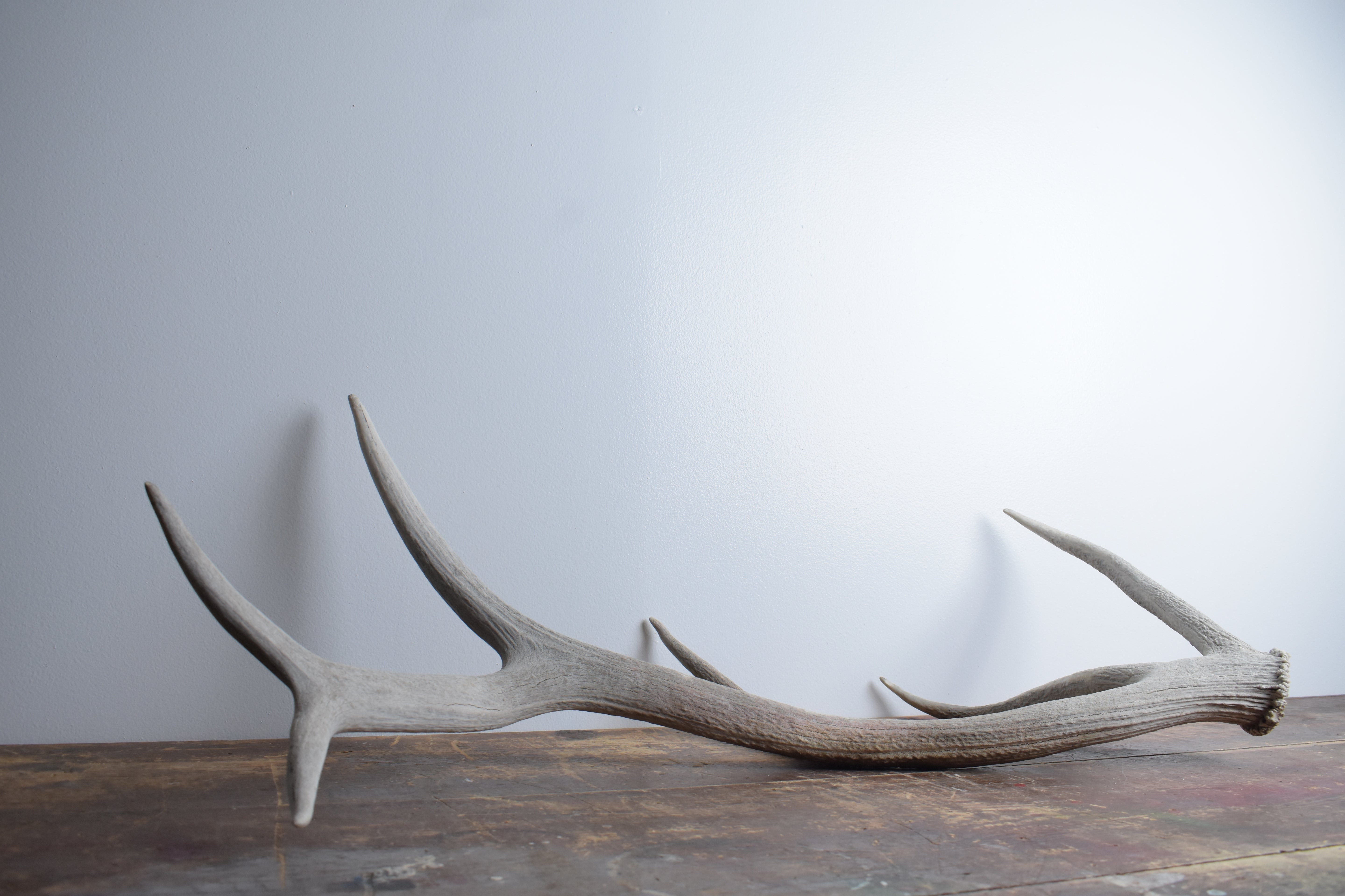 Elk Antler | 80