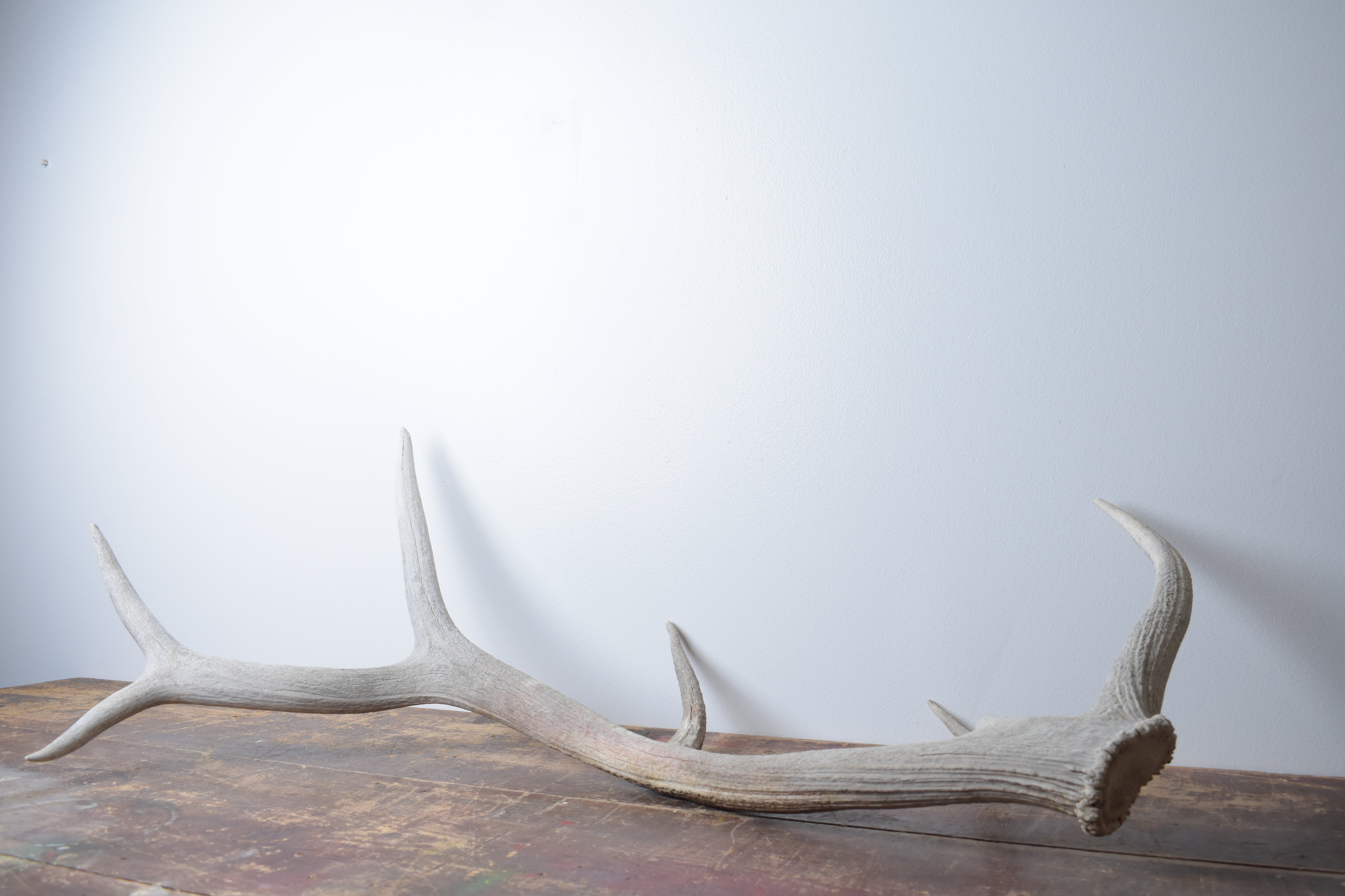 Elk Antler | 80