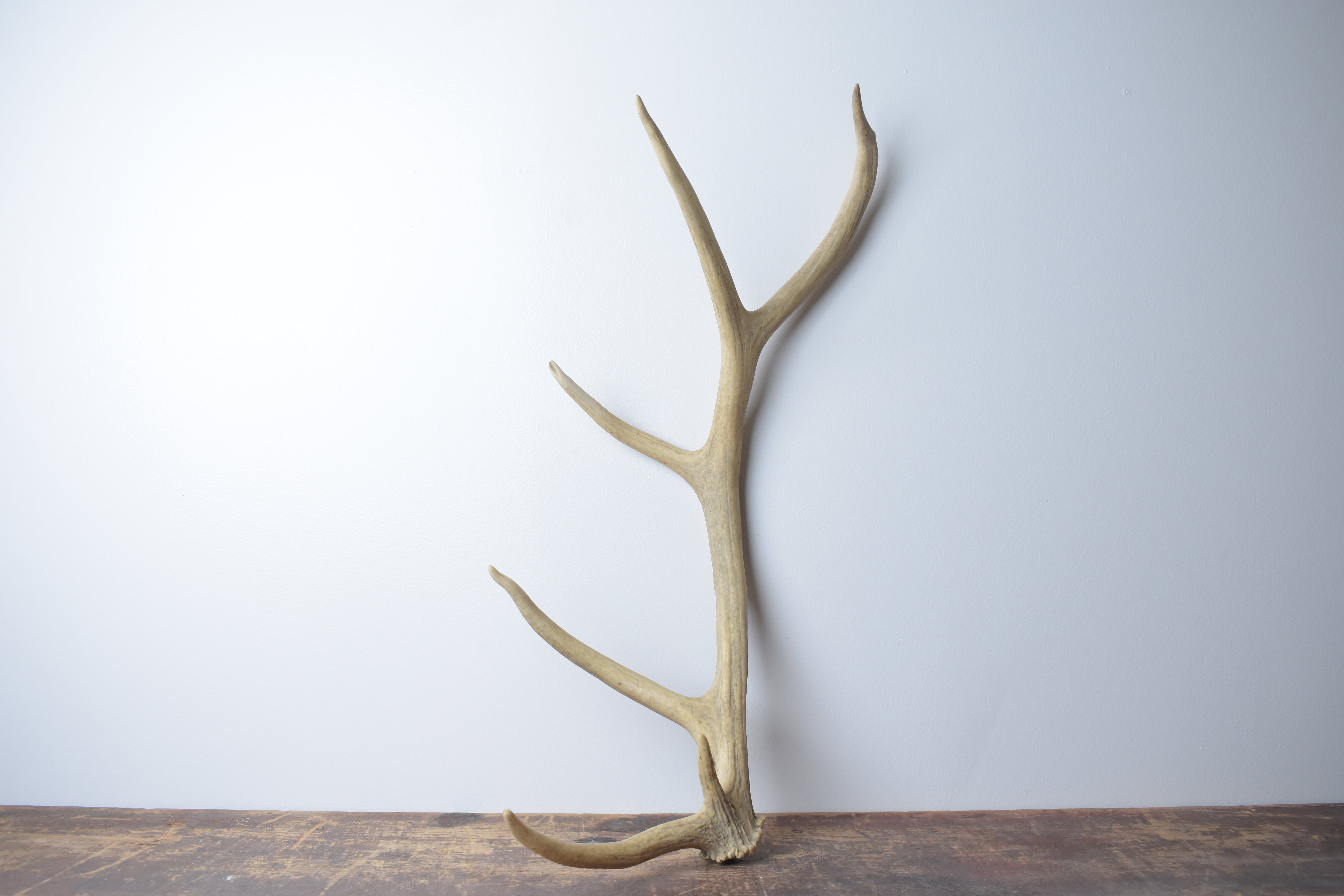 Elk Antler | Medium Size | 84