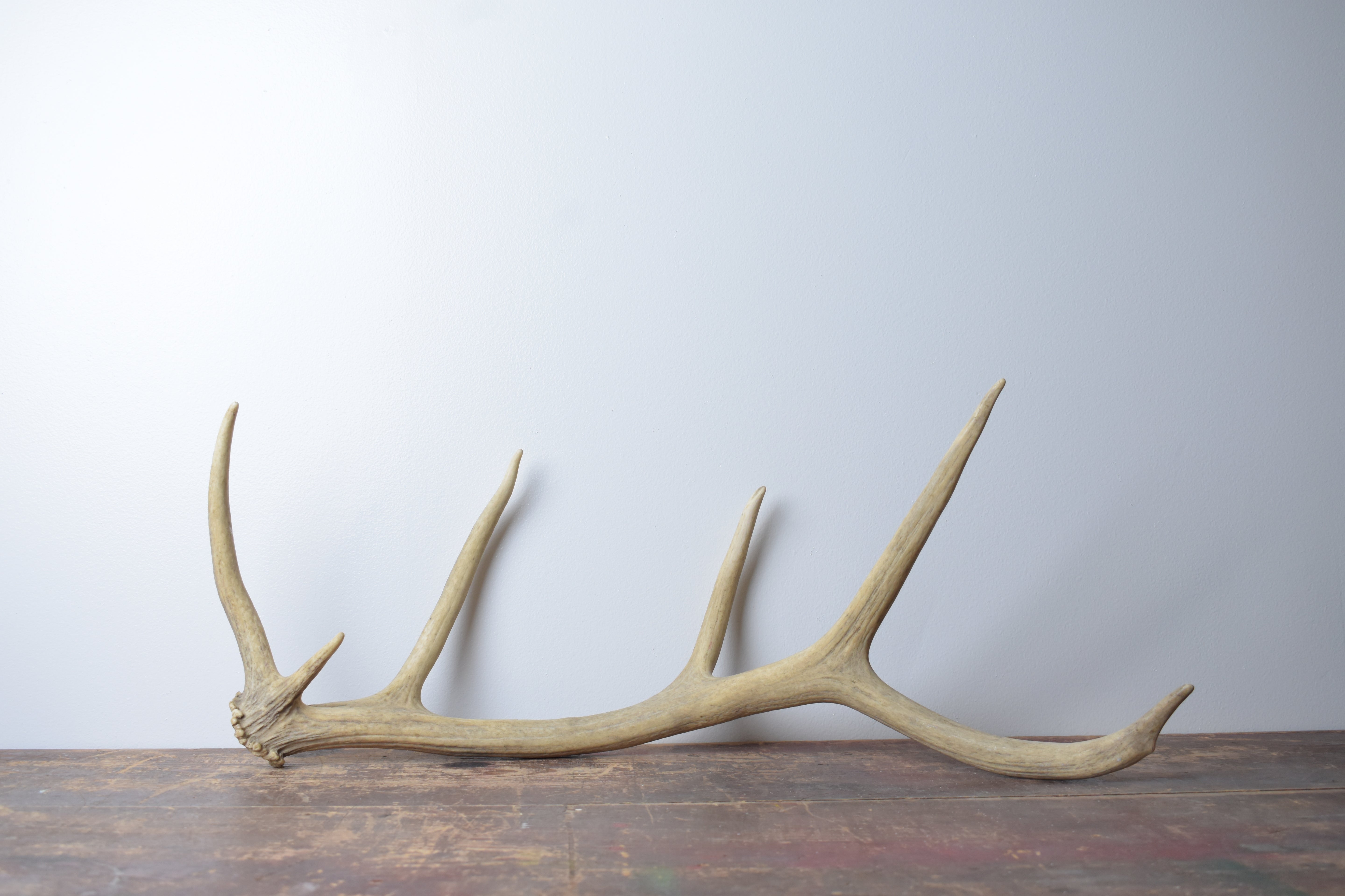 Elk Antler | 84