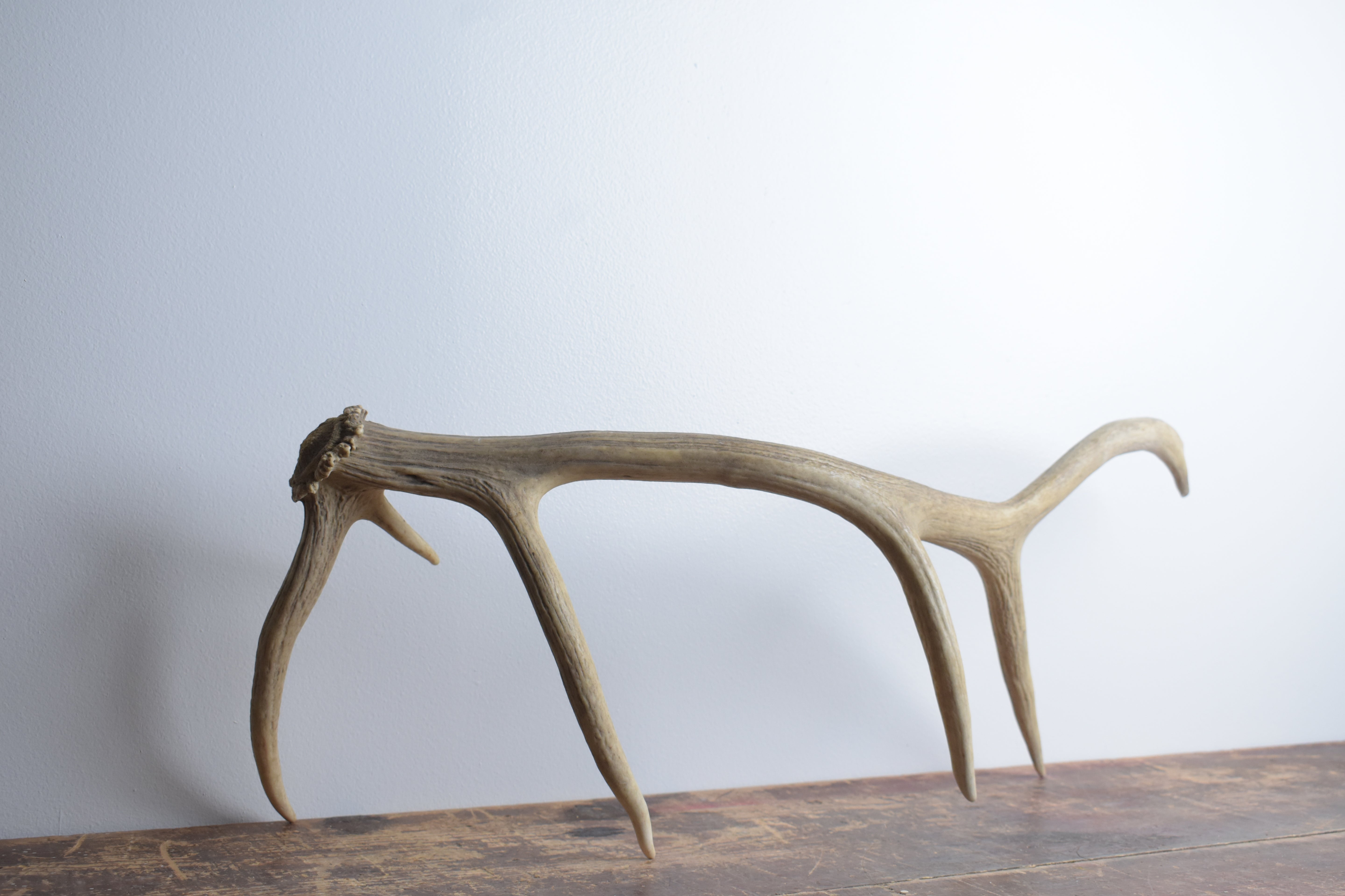 Elk Antler | Medium Size | 84