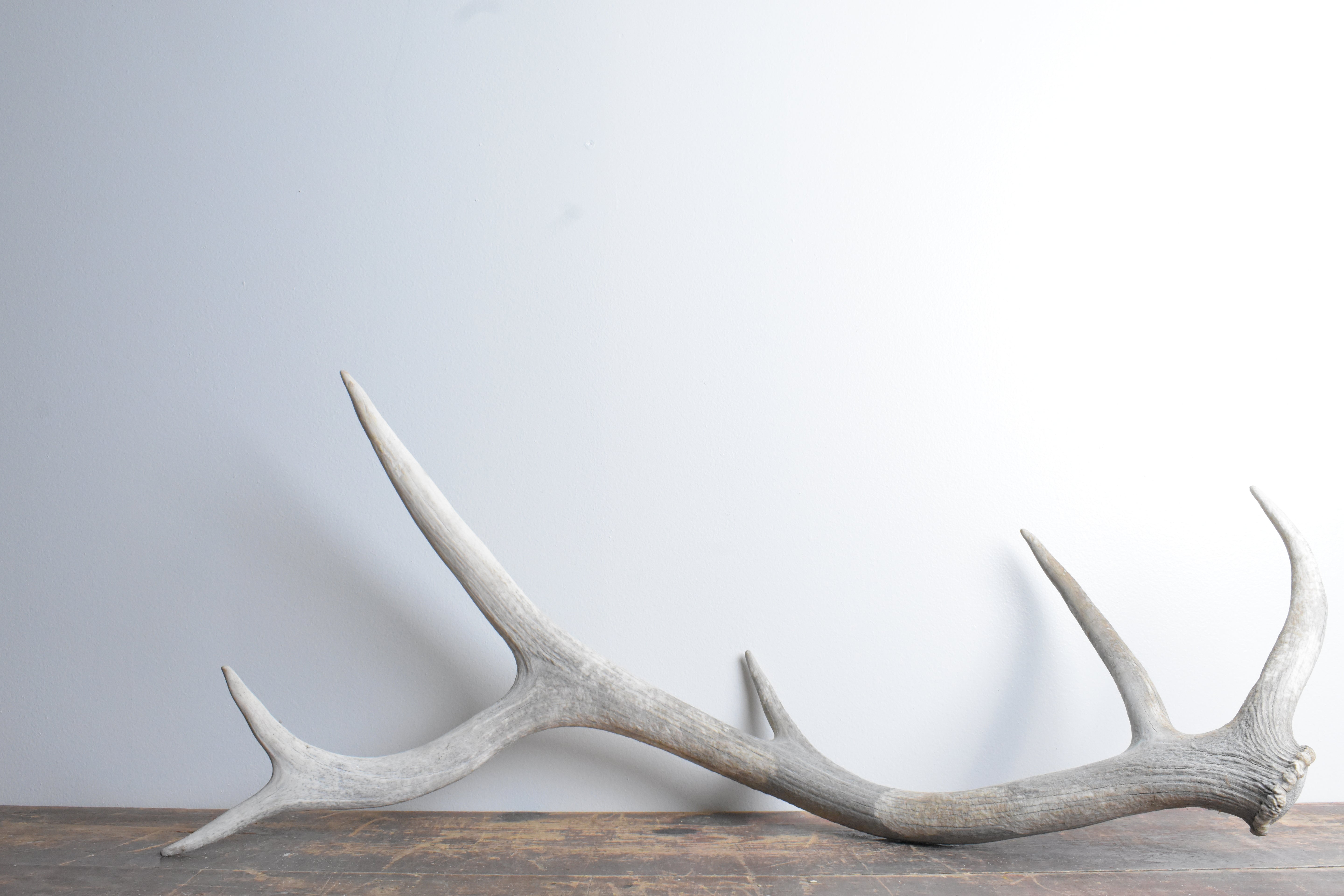 Elk Antler | 79