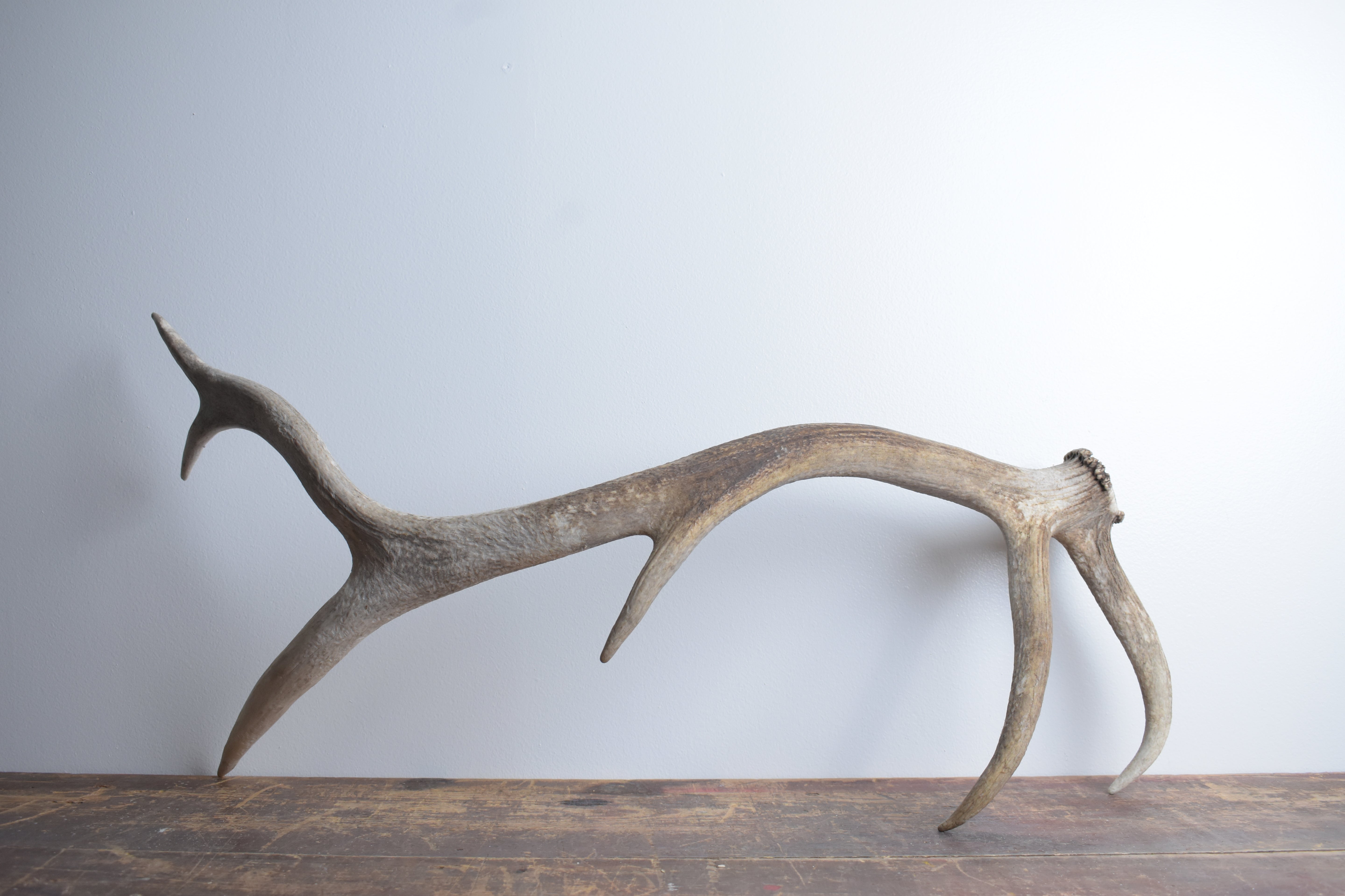 Elk Antler | Medium Size | 79