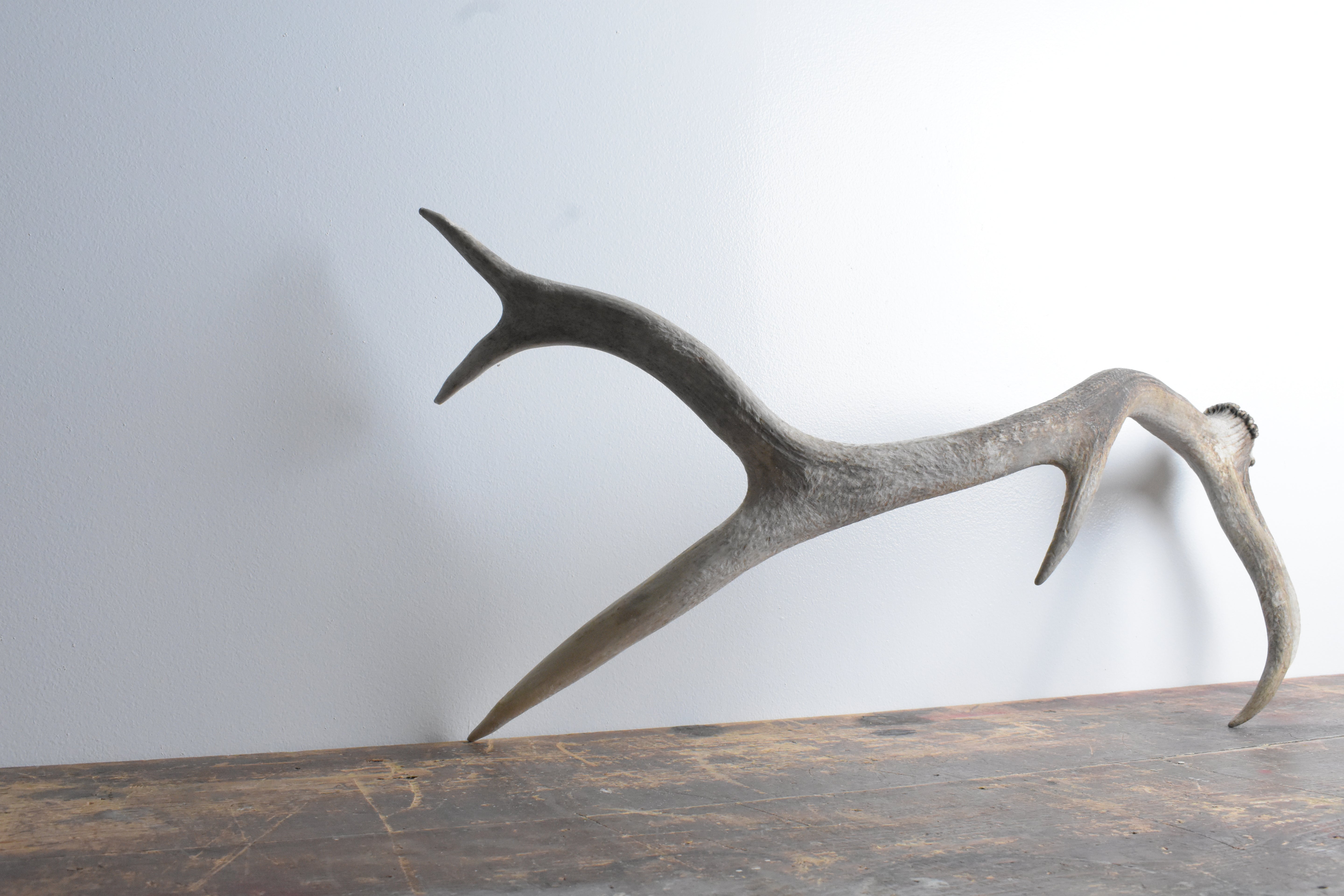 Elk Antler | Medium Size | 79