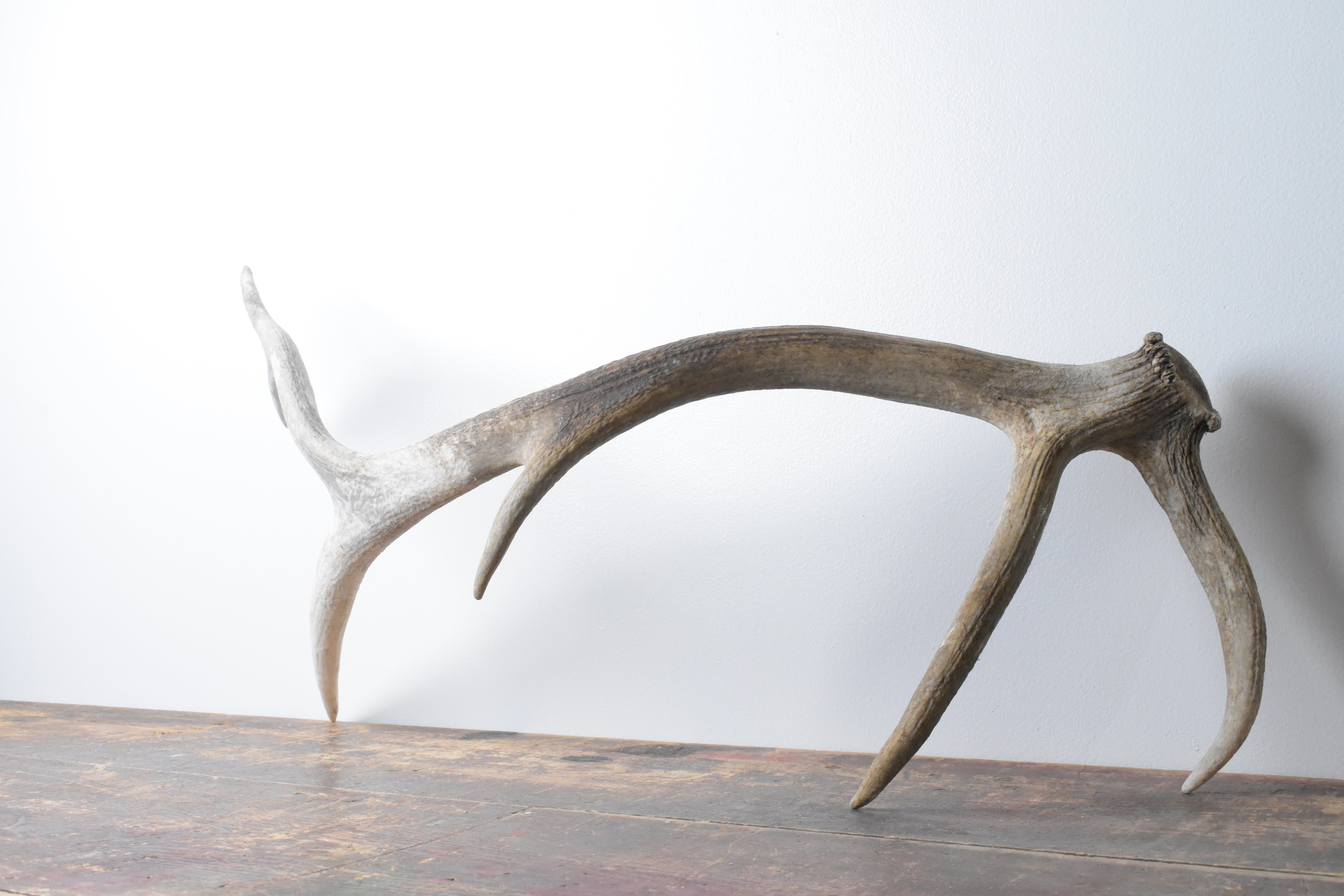 Elk Antler | Medium Size | 79