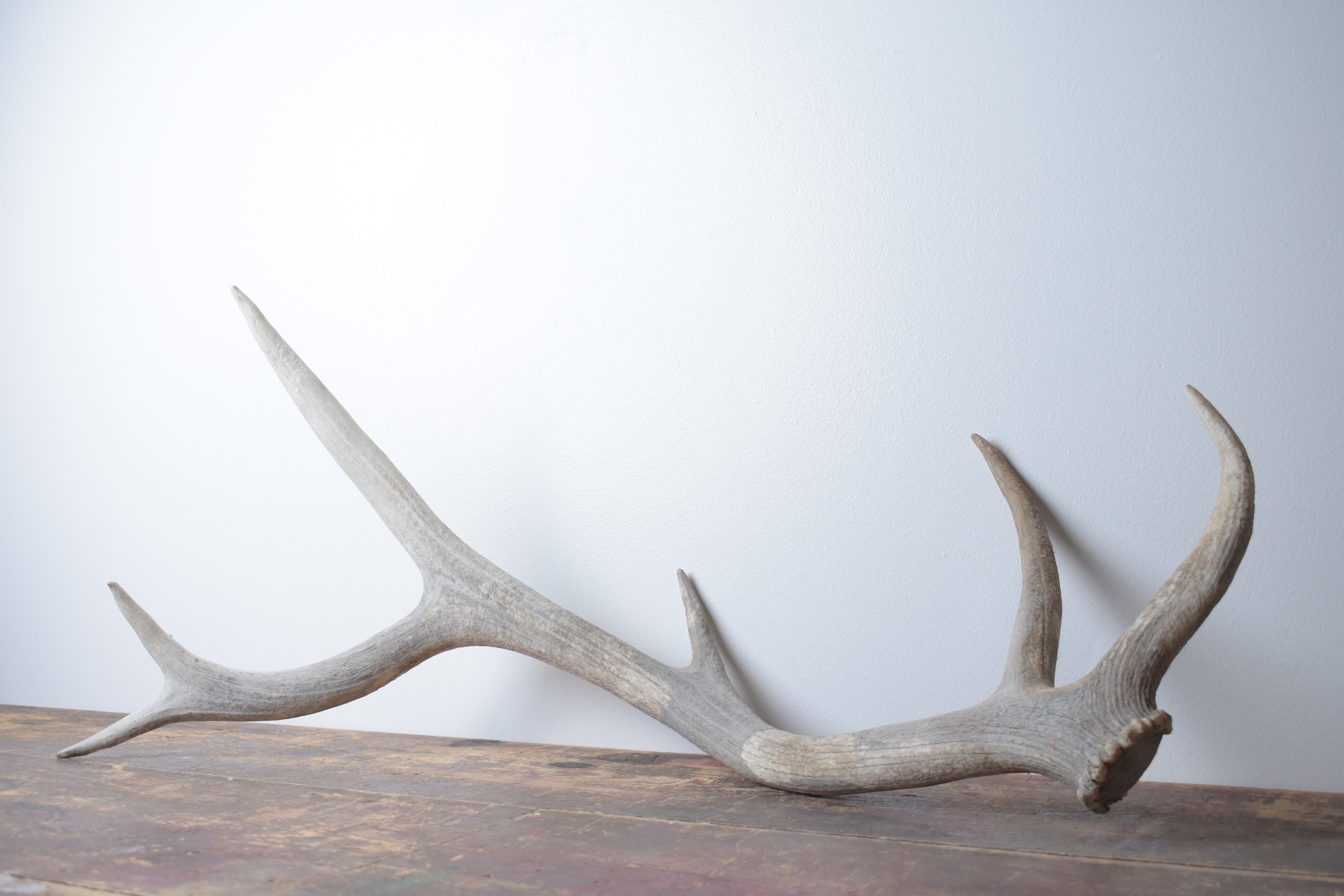 Elk Antler | Medium Size | 79