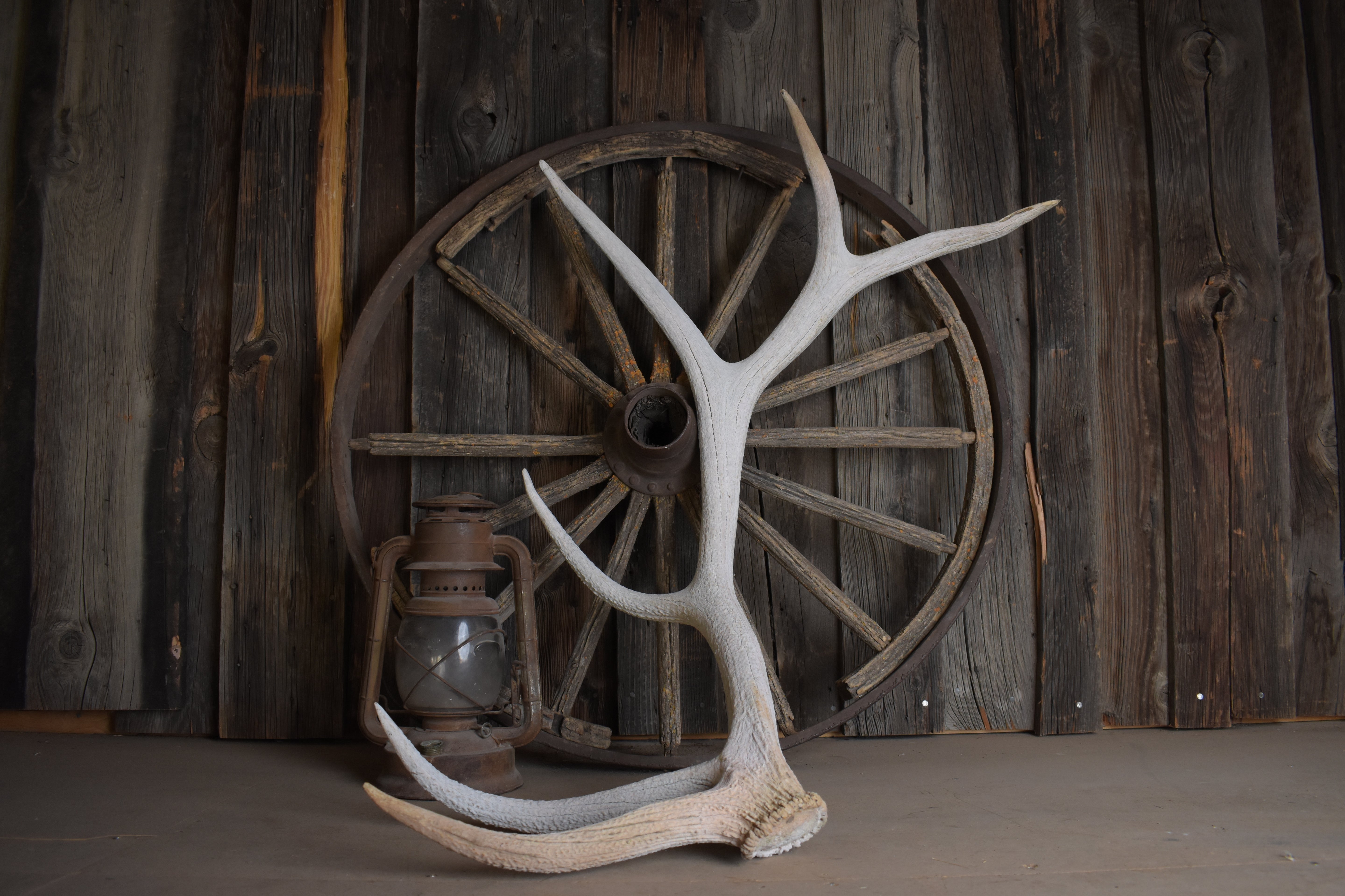 Elk Antler | 75