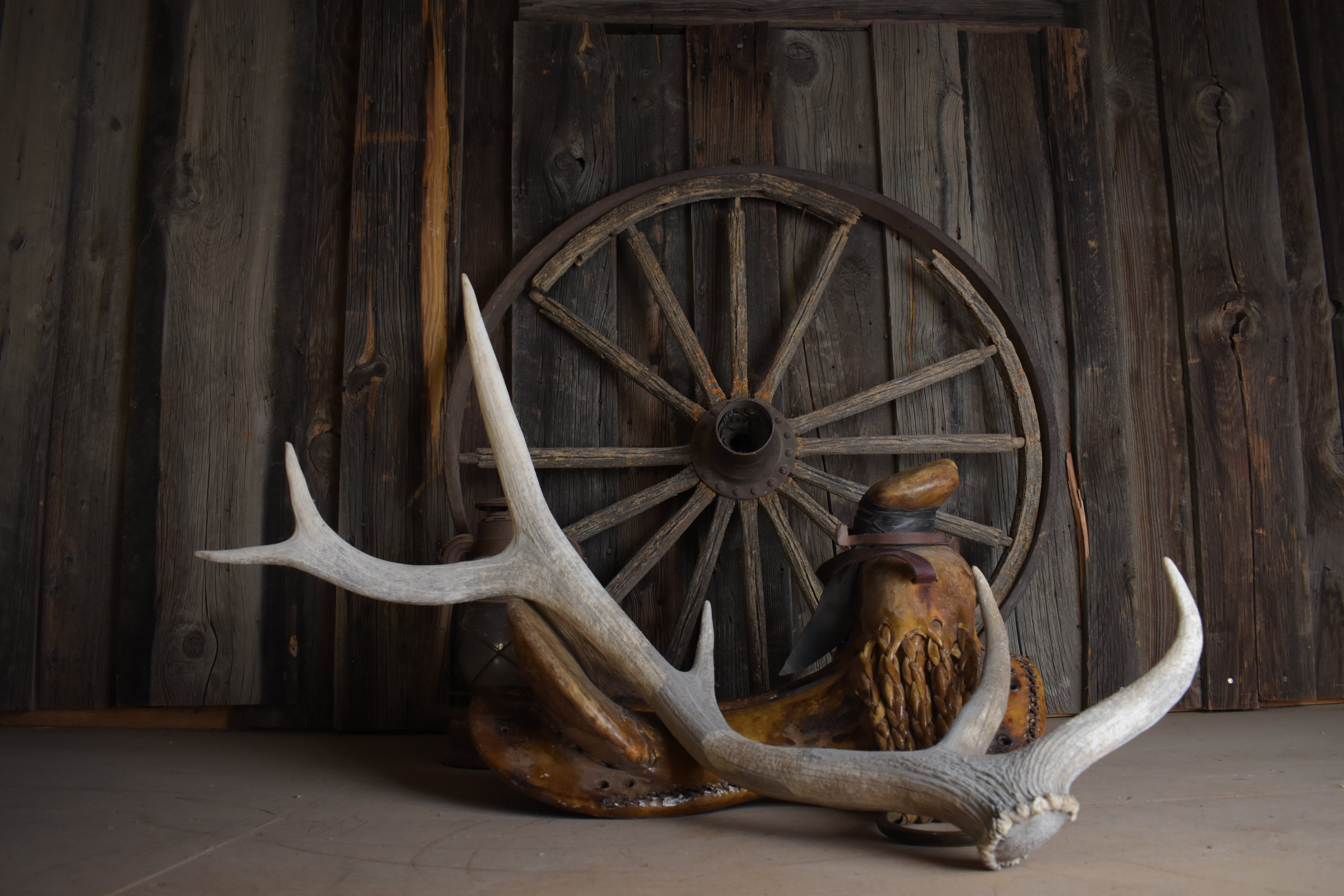 Elk Antler | 79