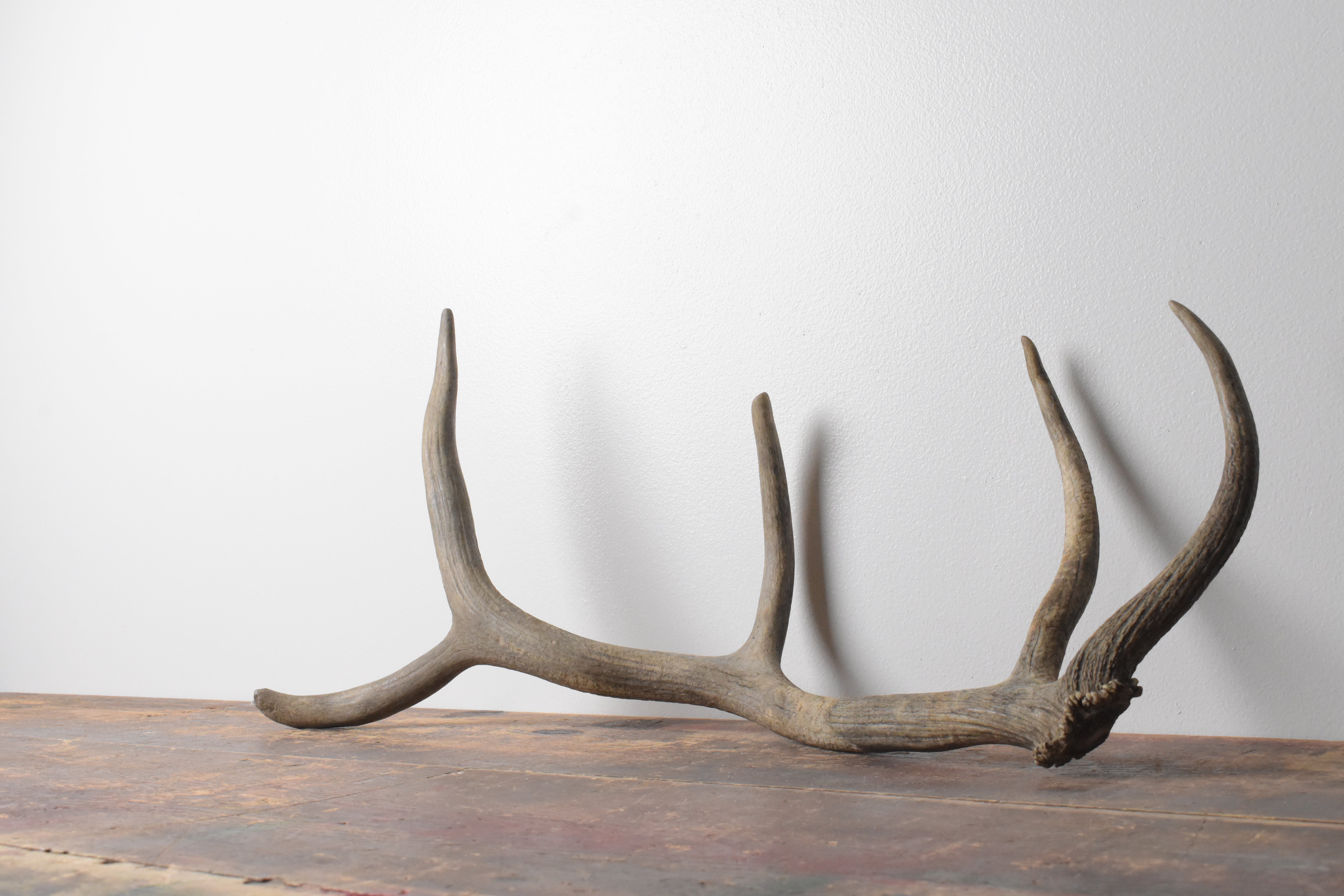 Elk Antler | Small Size | 91