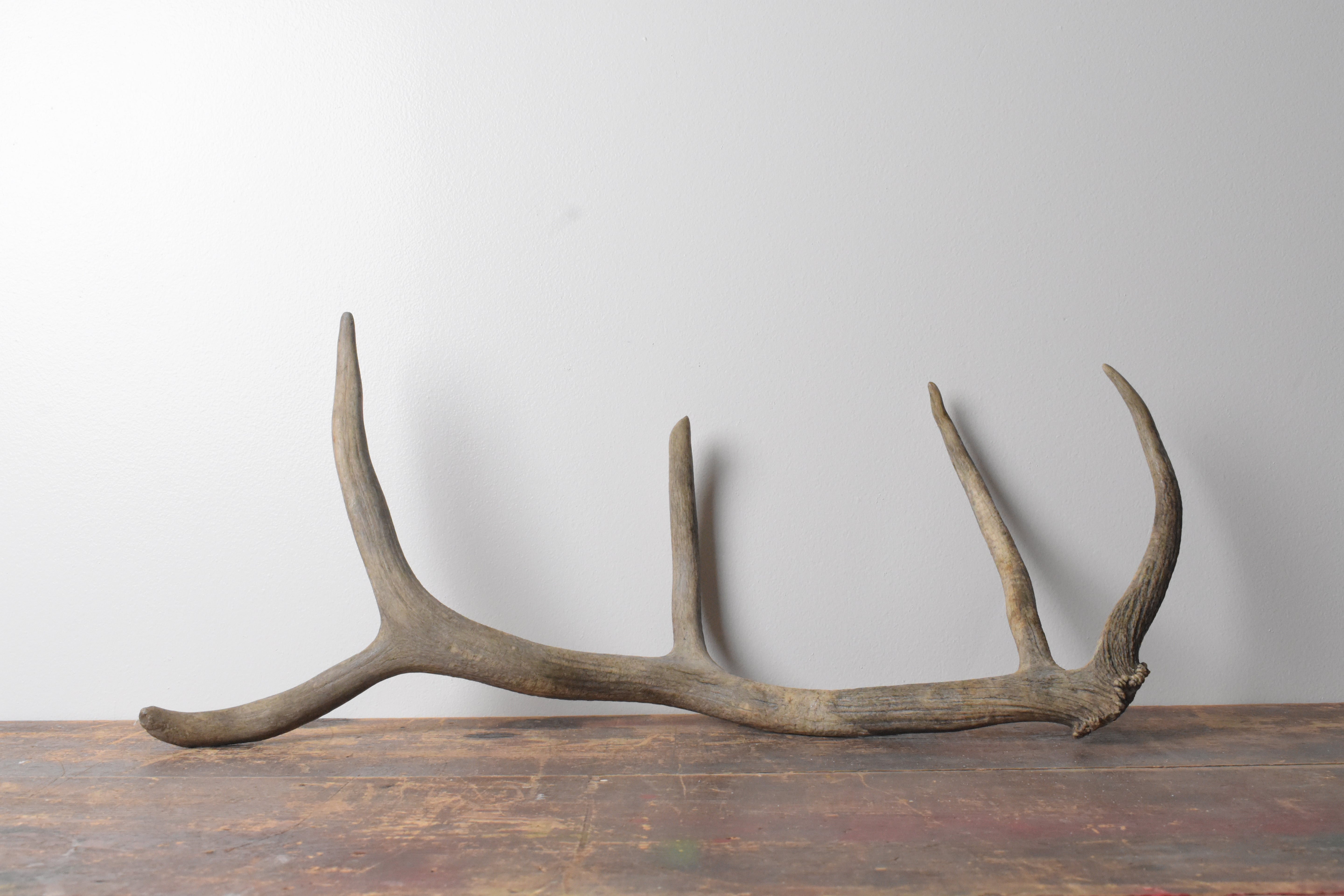 Elk Antler | Small Size | 91