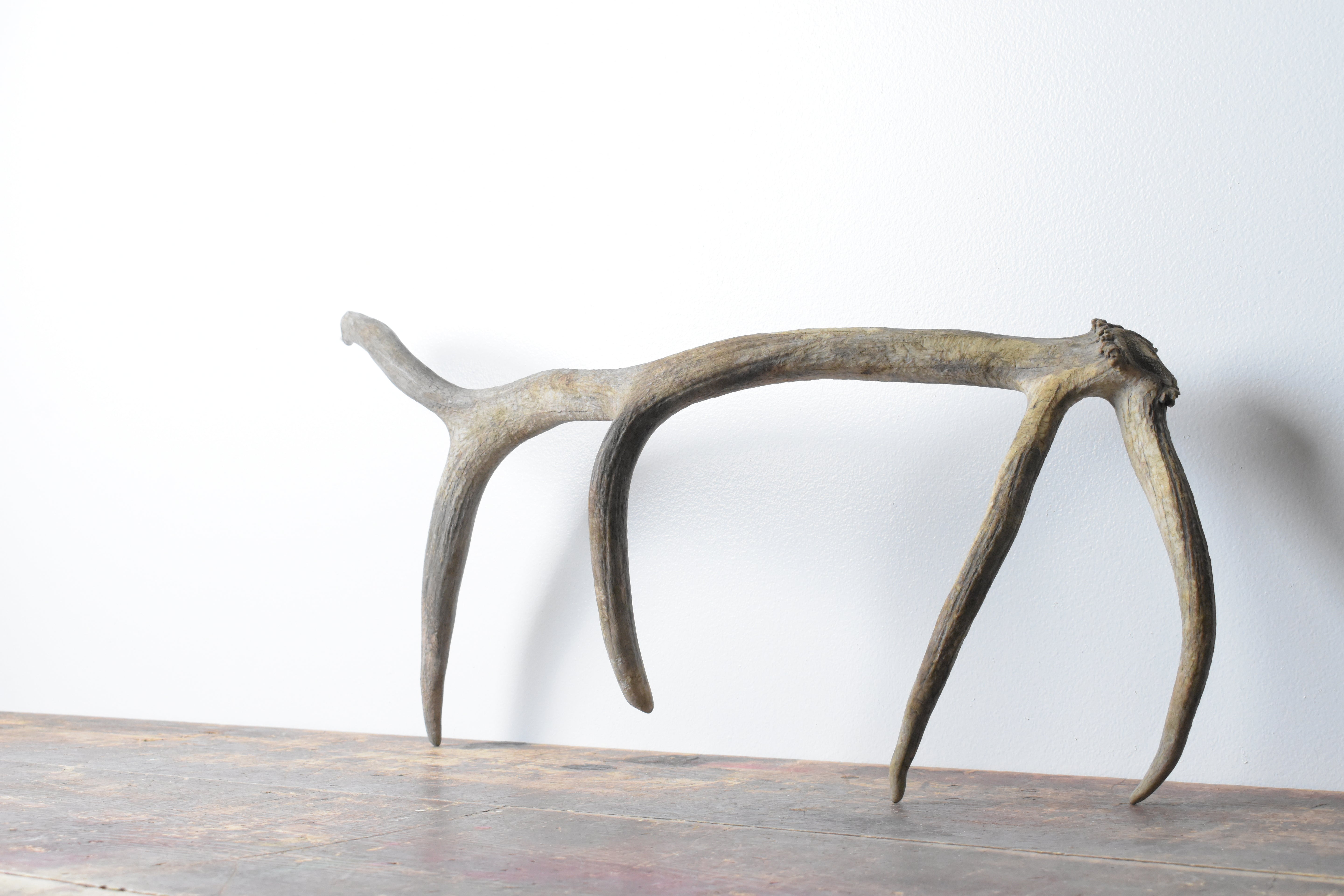Elk Antler | Small Size | 91