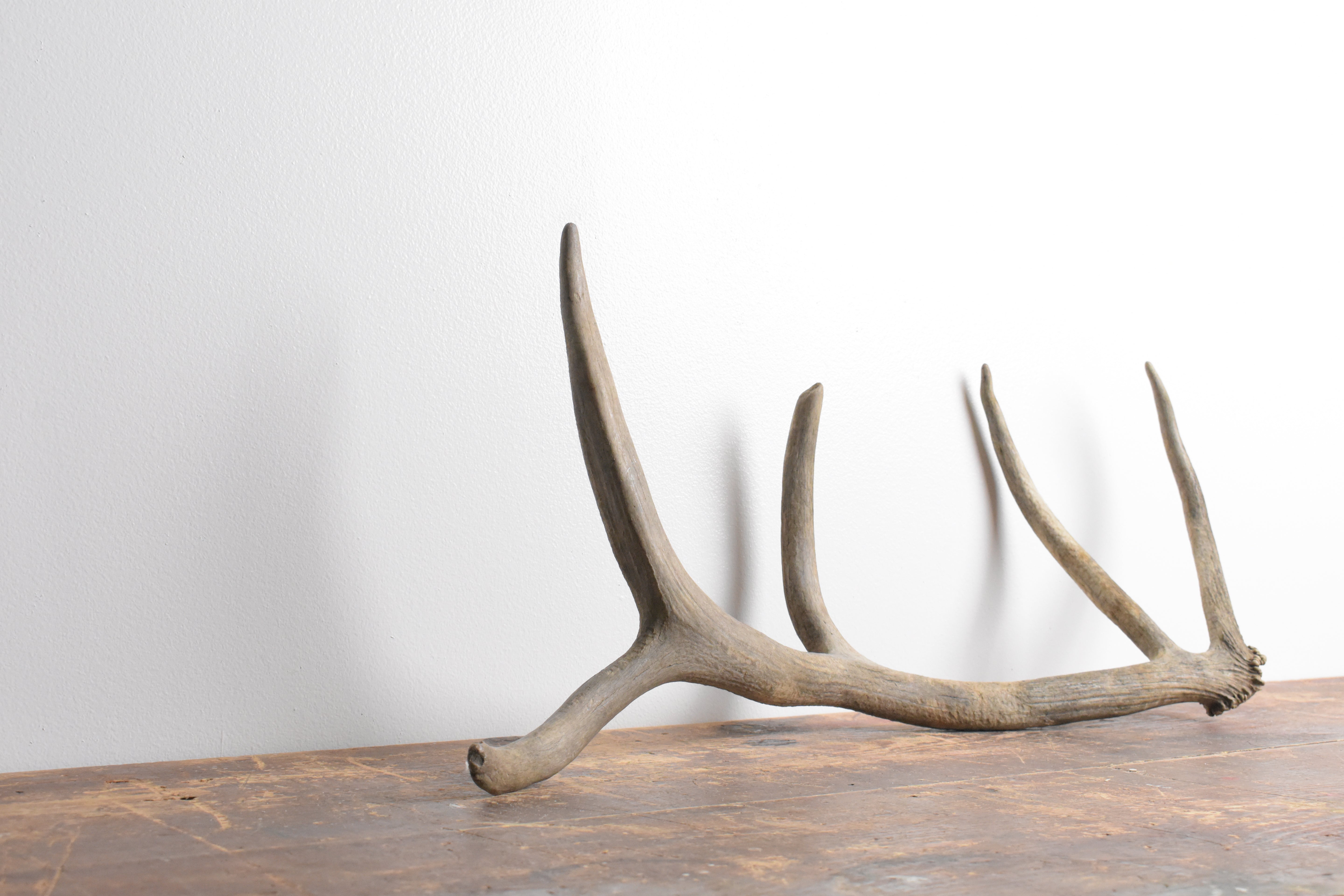 Elk Antler | Small Size | 91
