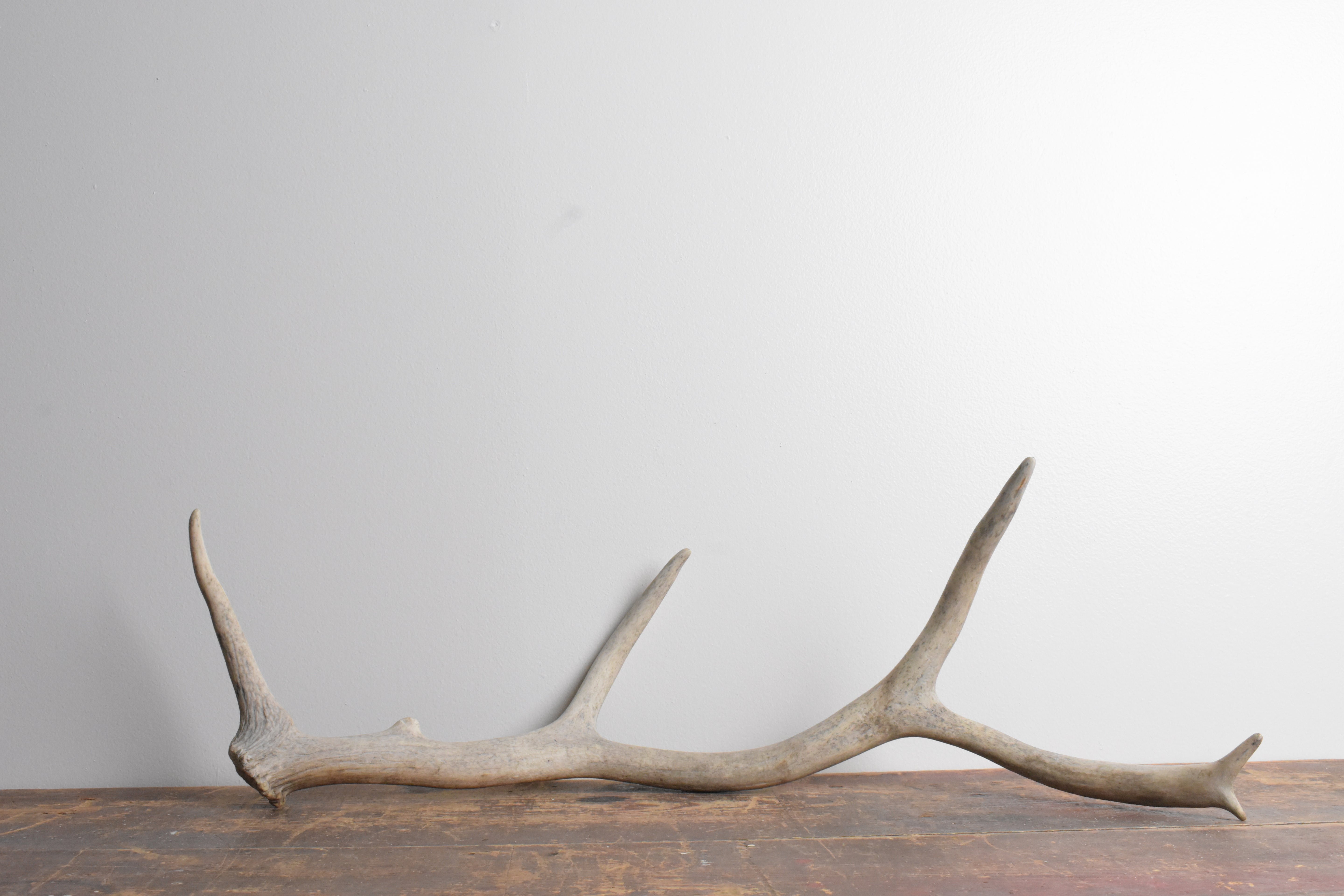 Elk Antler | 85