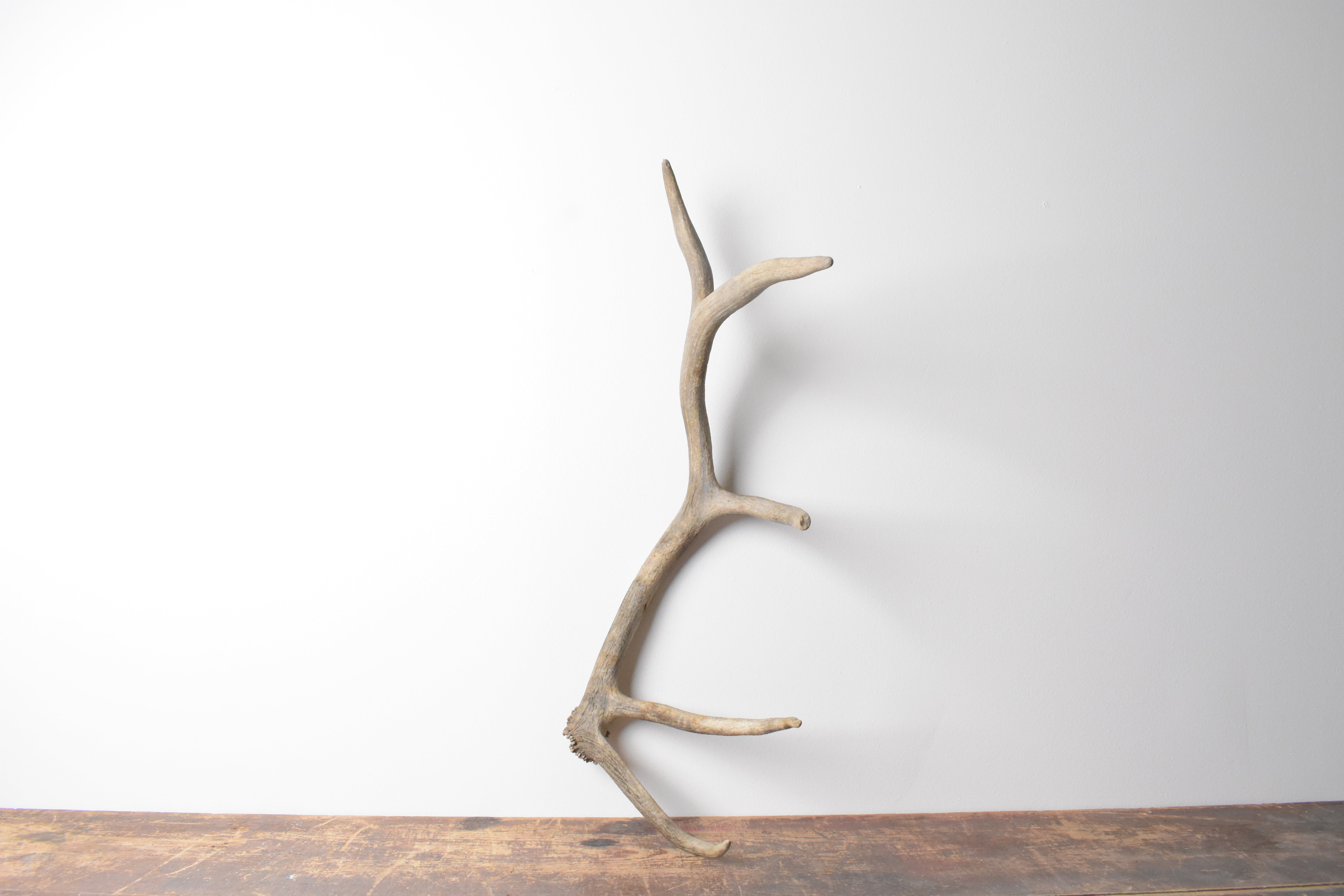 Elk Antler | Small Size | 91