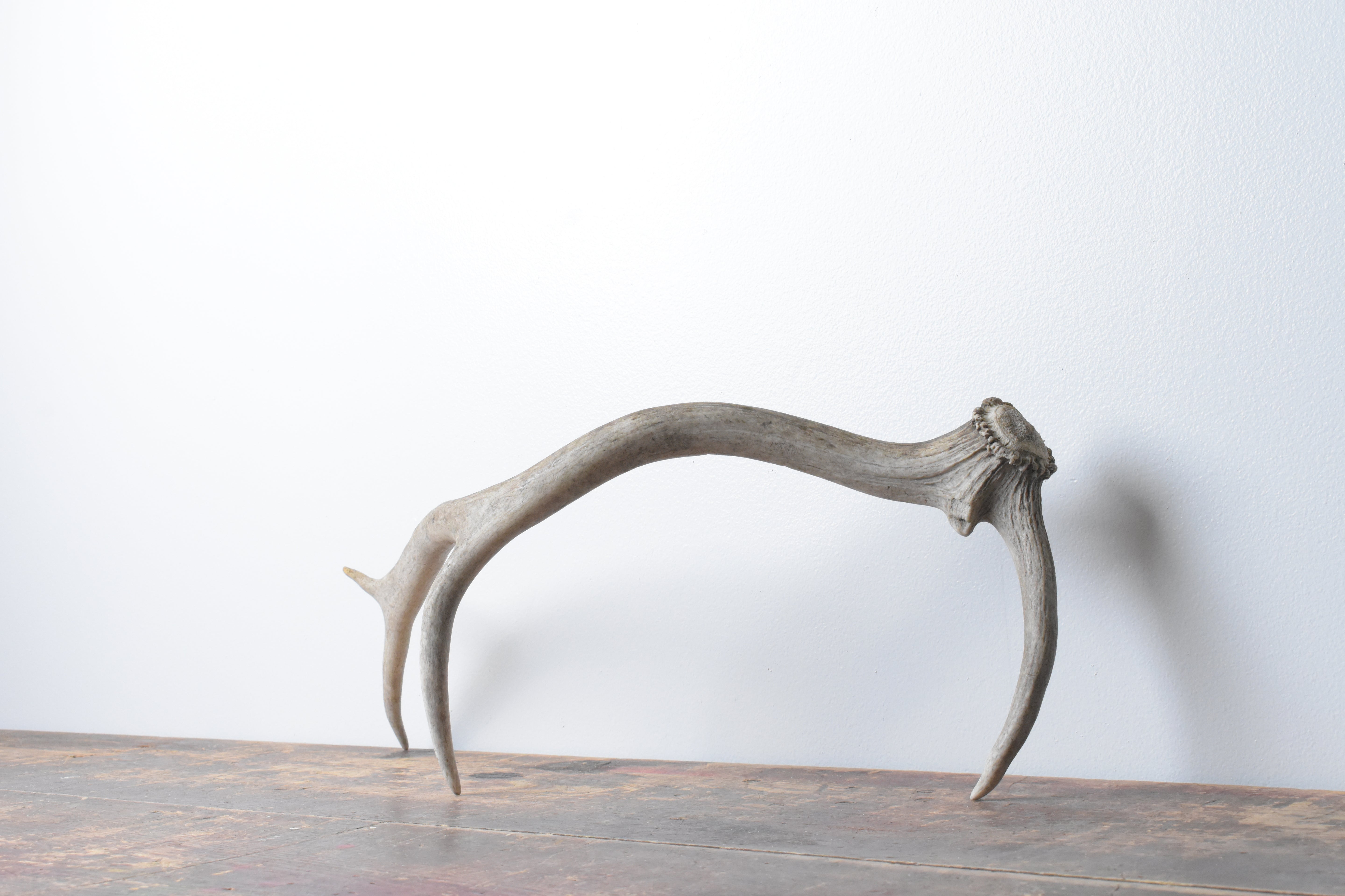 Elk Antler | Small Size | 73