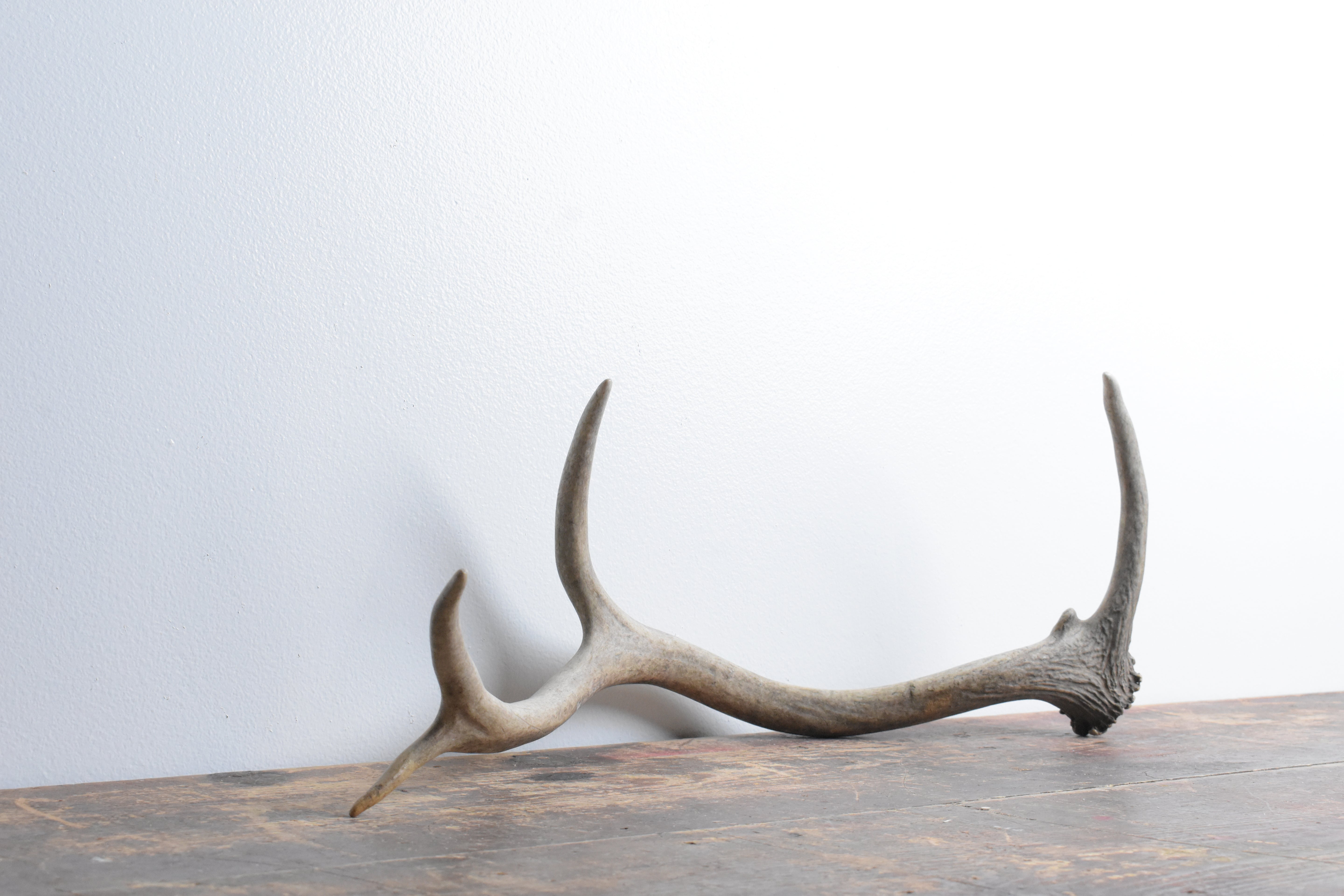 Elk Antler | Small Size | 73