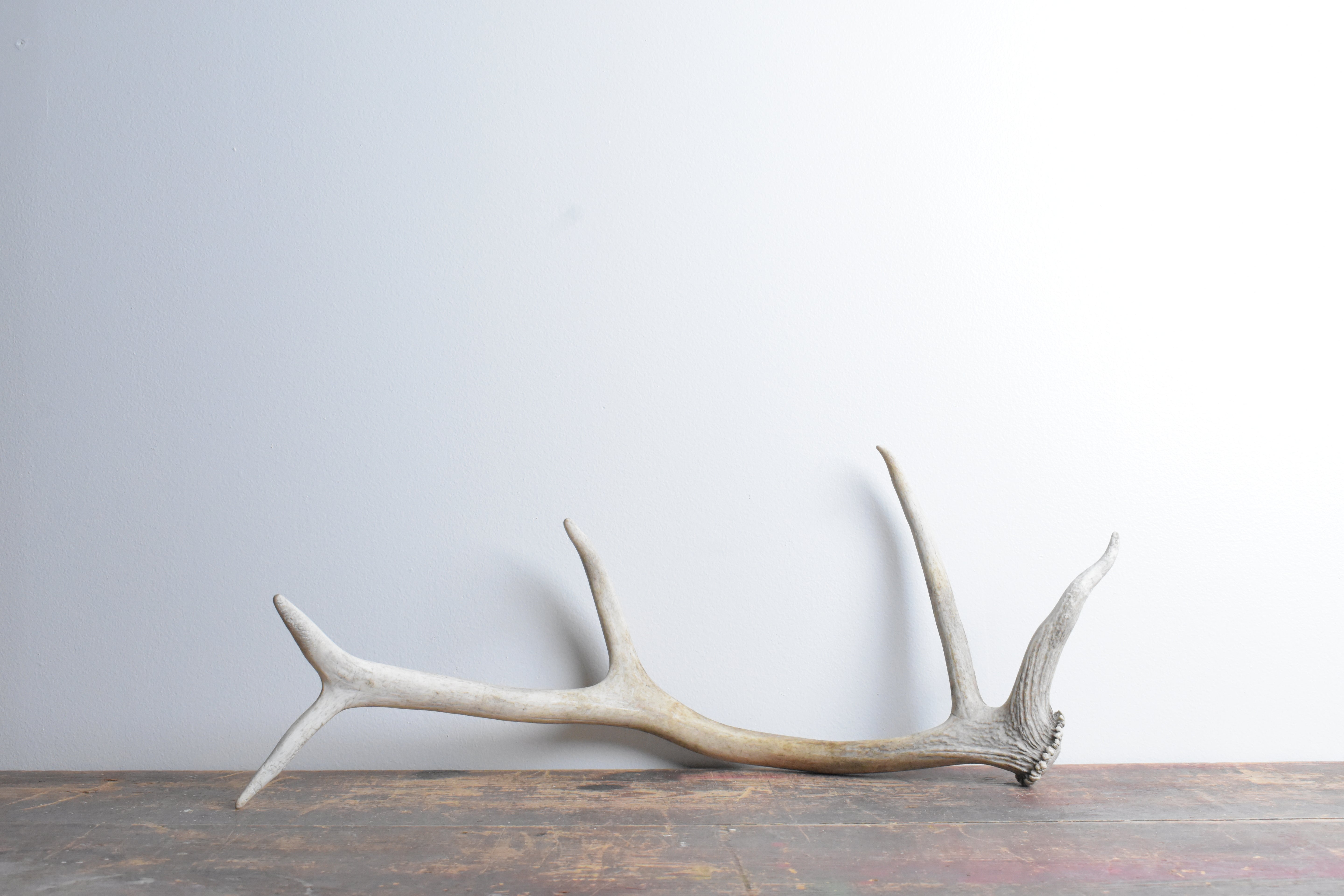 Elk Antler | Small Size | 90