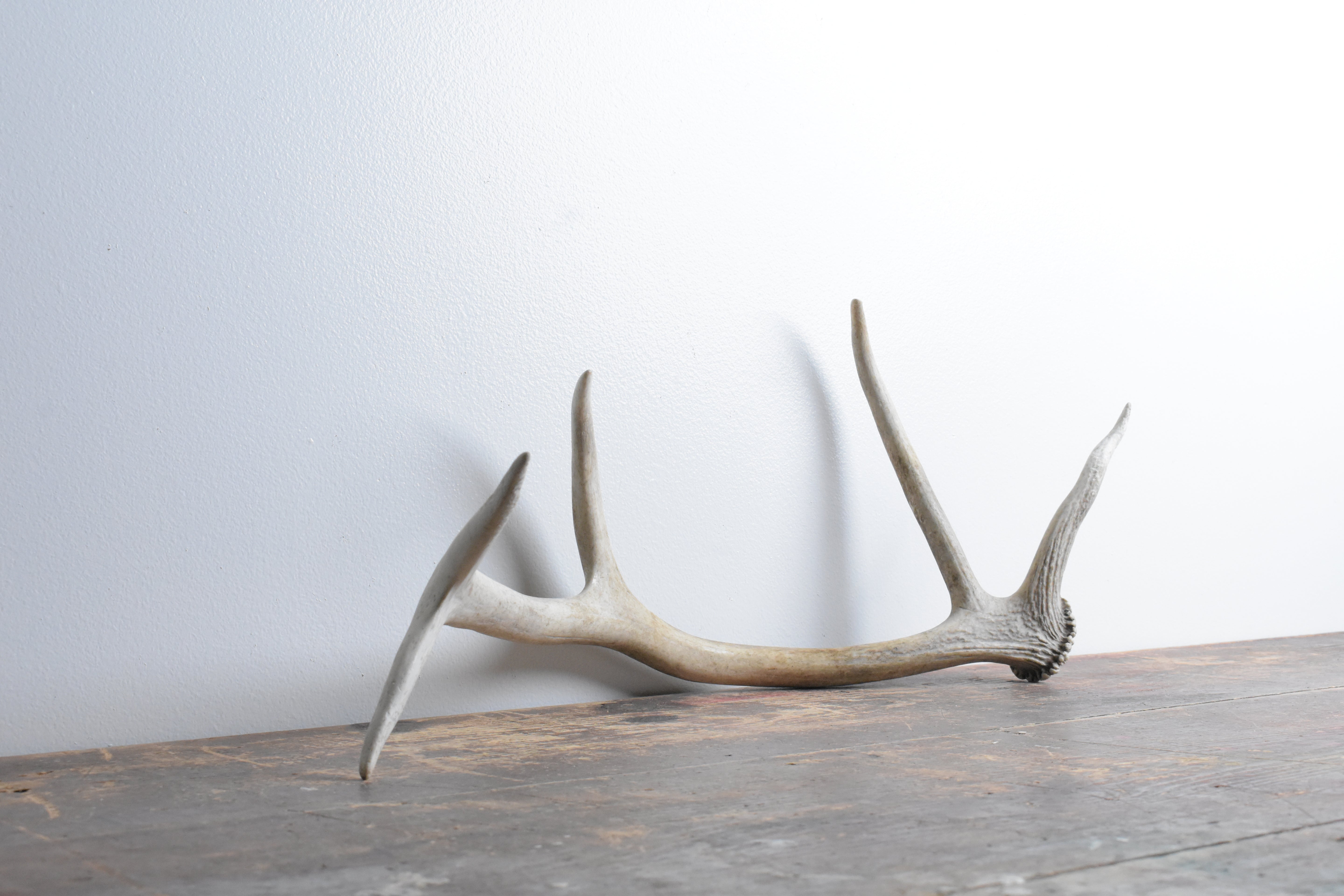 Elk Antler | Small Size | 90
