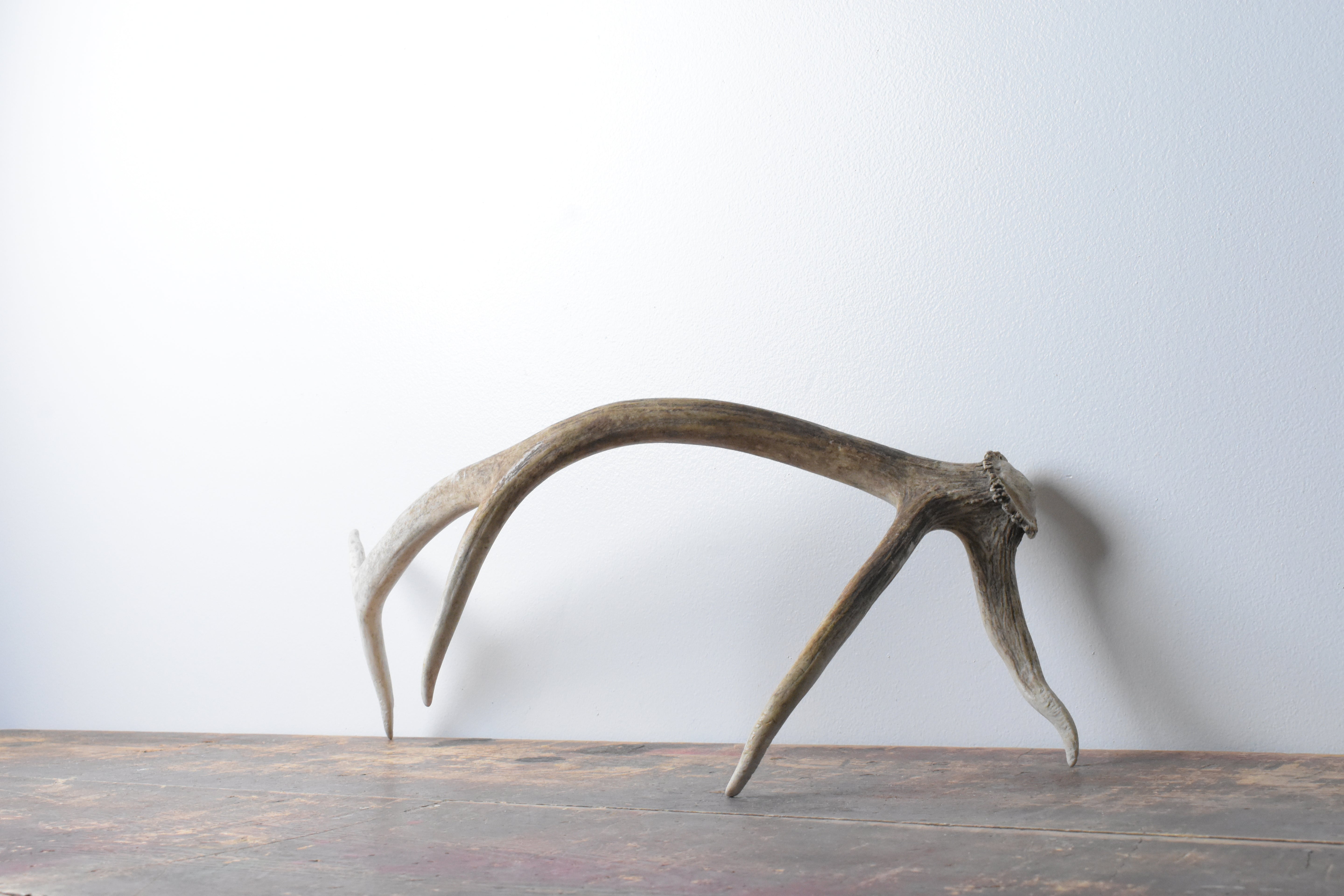 Elk Antler | Small Size | 90