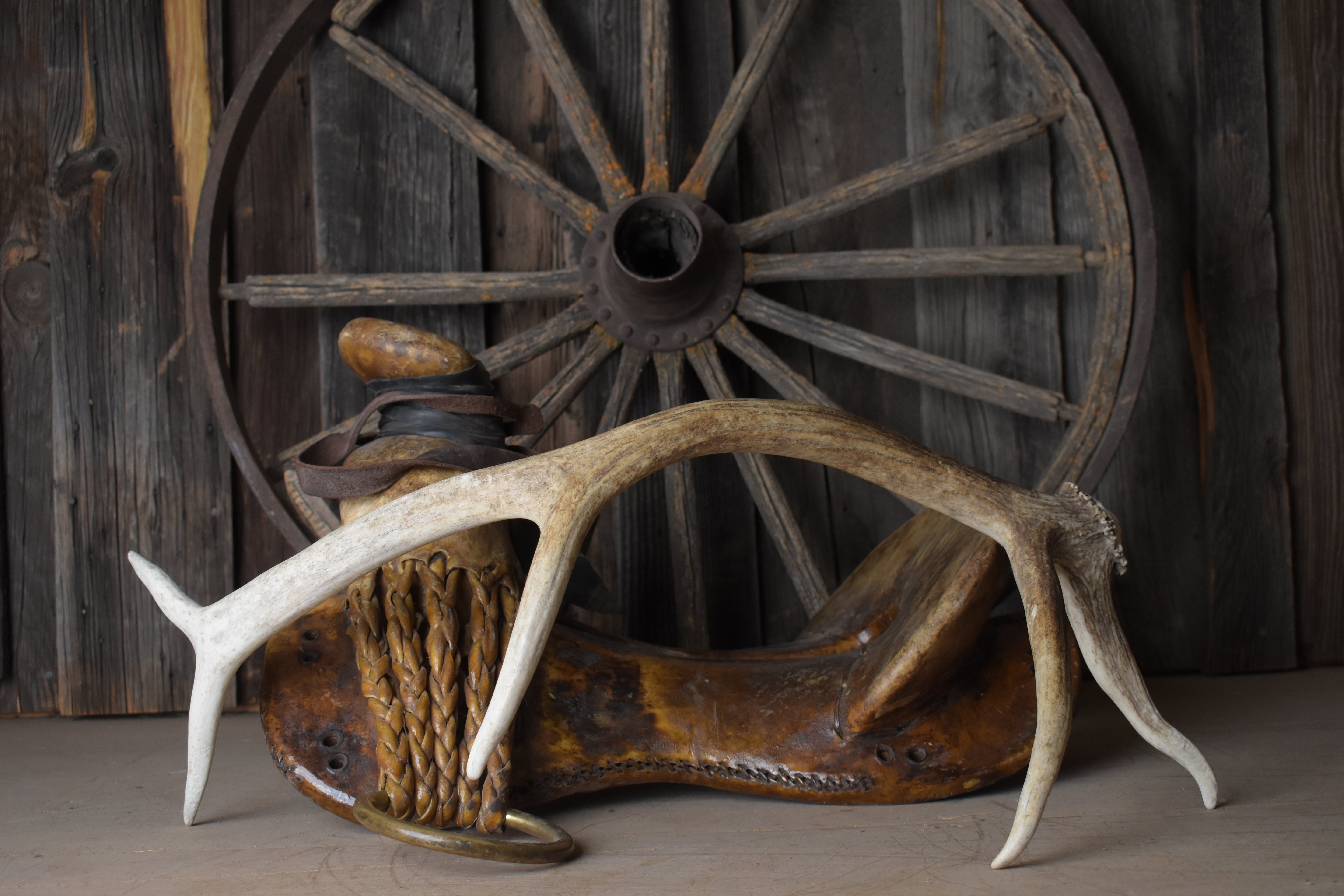 Elk Antler | Small Size | 90