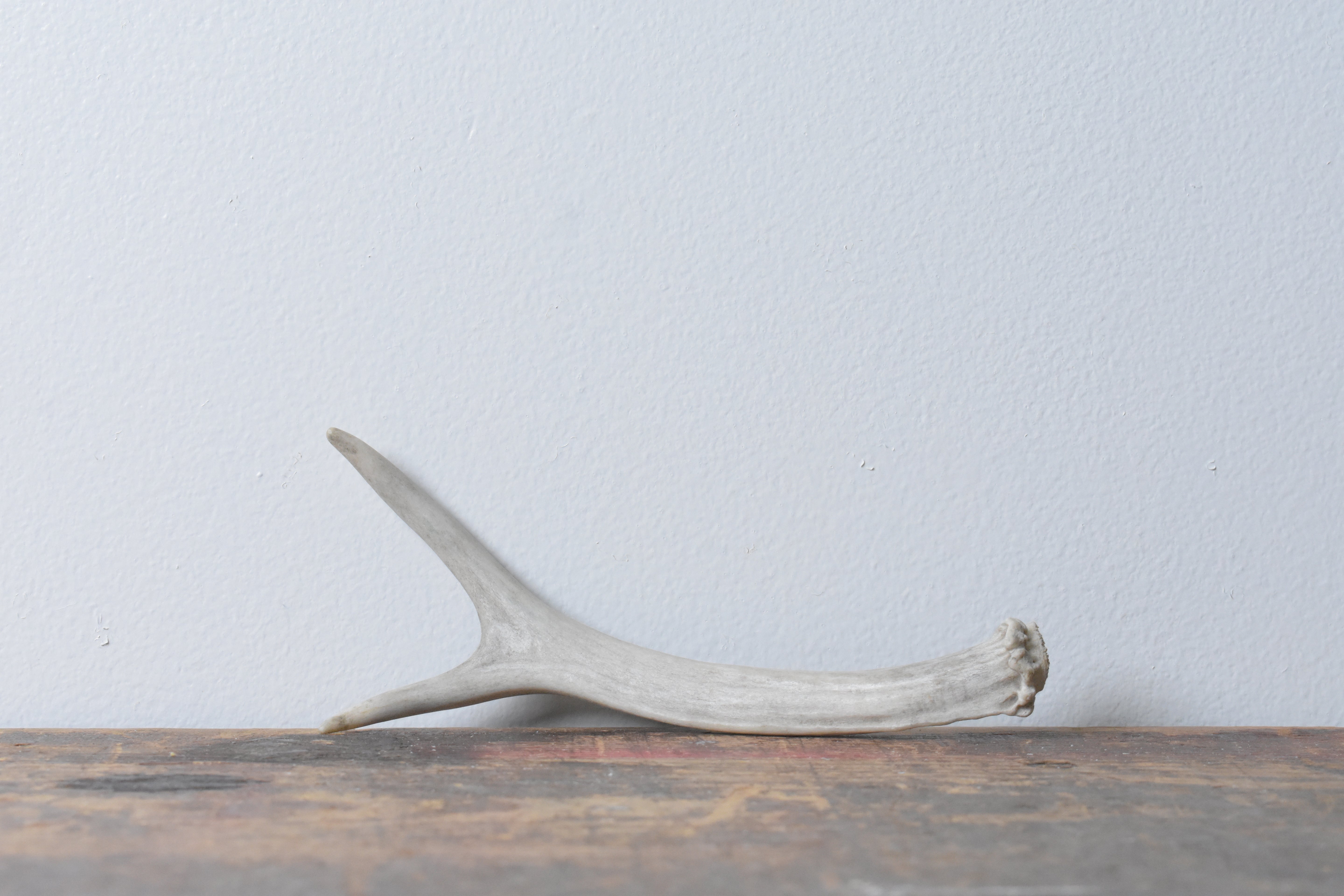 Mule Deer Antler | Extra-Small Size | 23