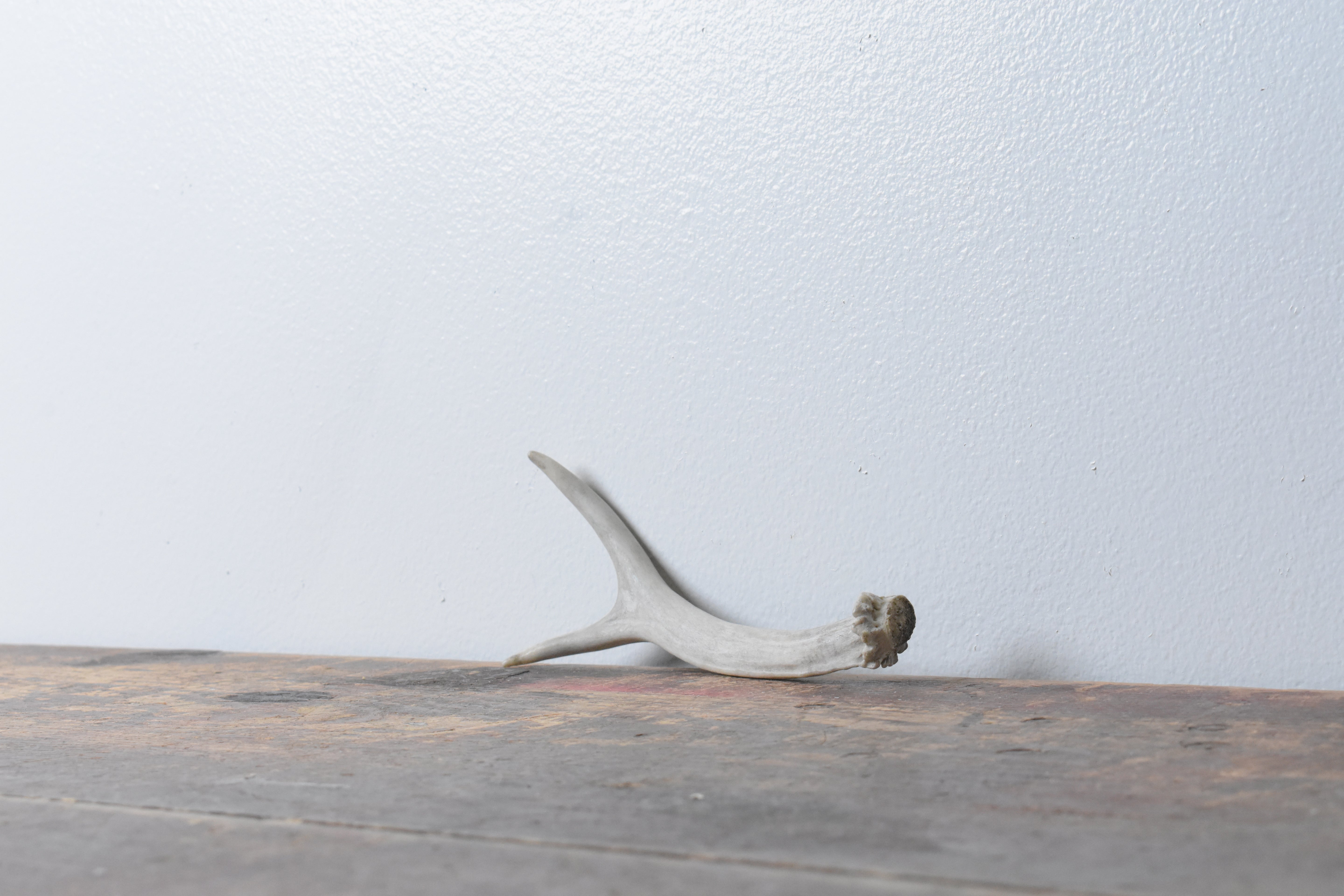 Mule Deer Antler | Extra-Small Size | 23