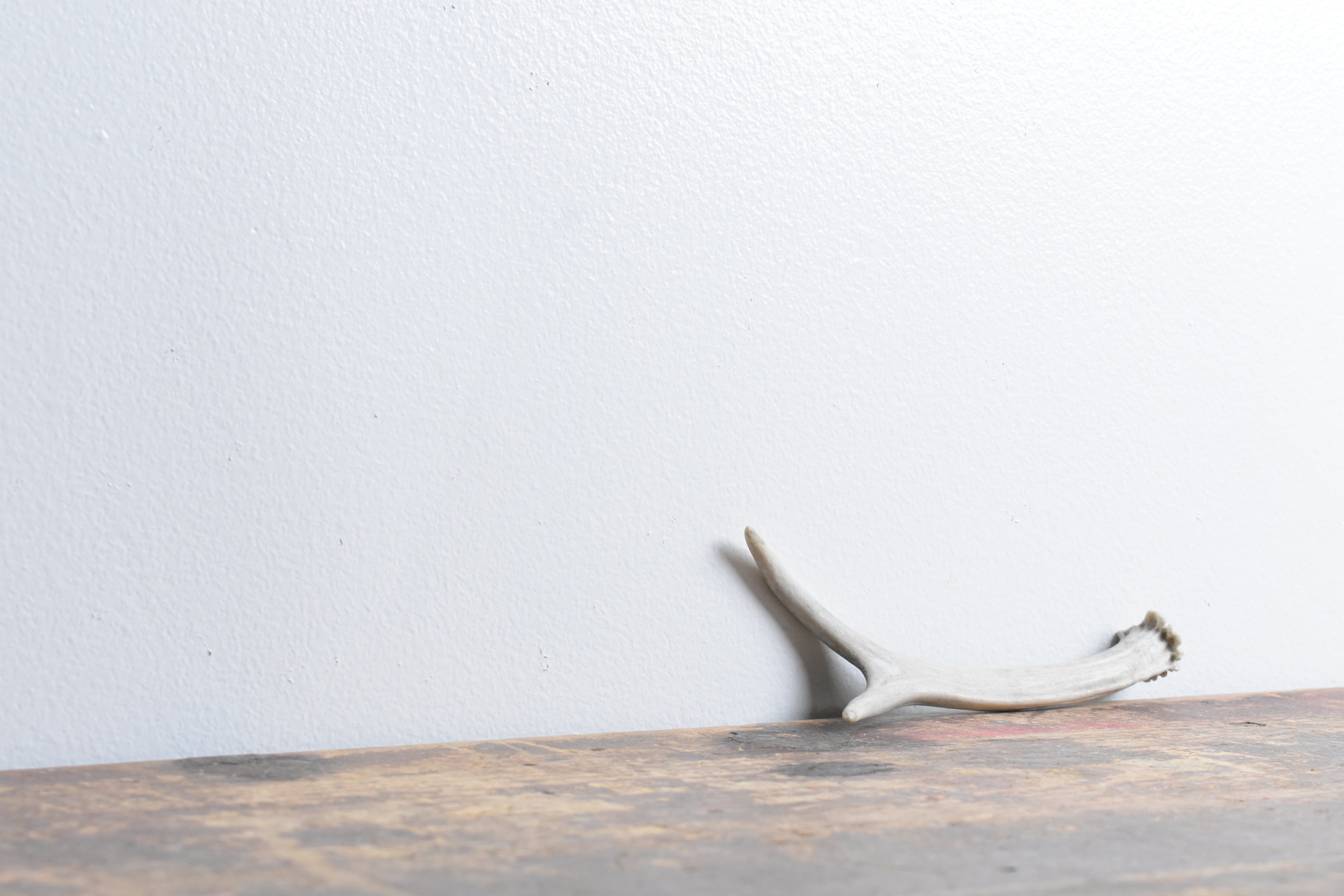 Mule Deer Antler | Extra-Small Size | 23