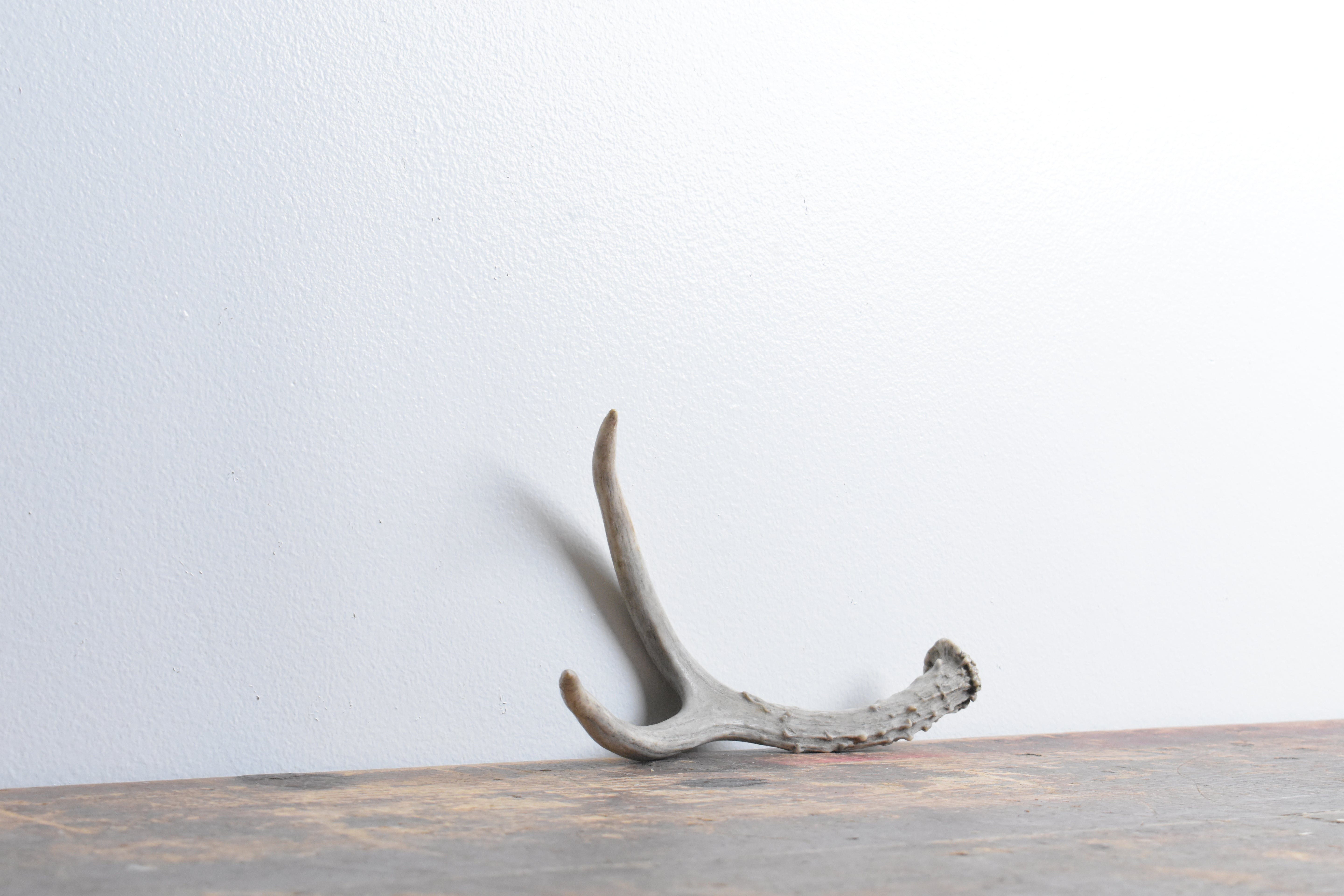 Mule Deer Antler | Extra-Small Size | 27