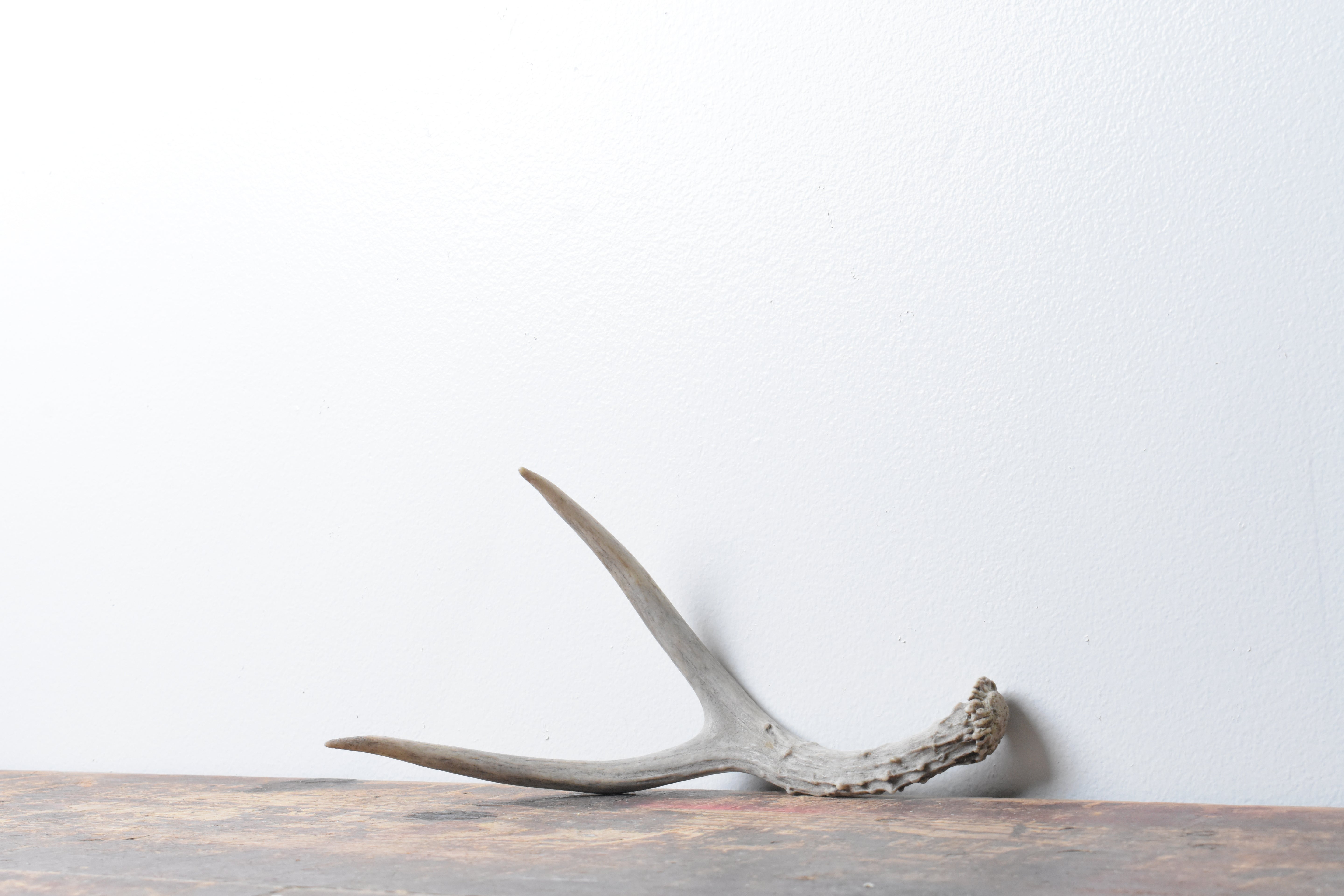 Mule Deer Antler | Extra-Small Size | 27