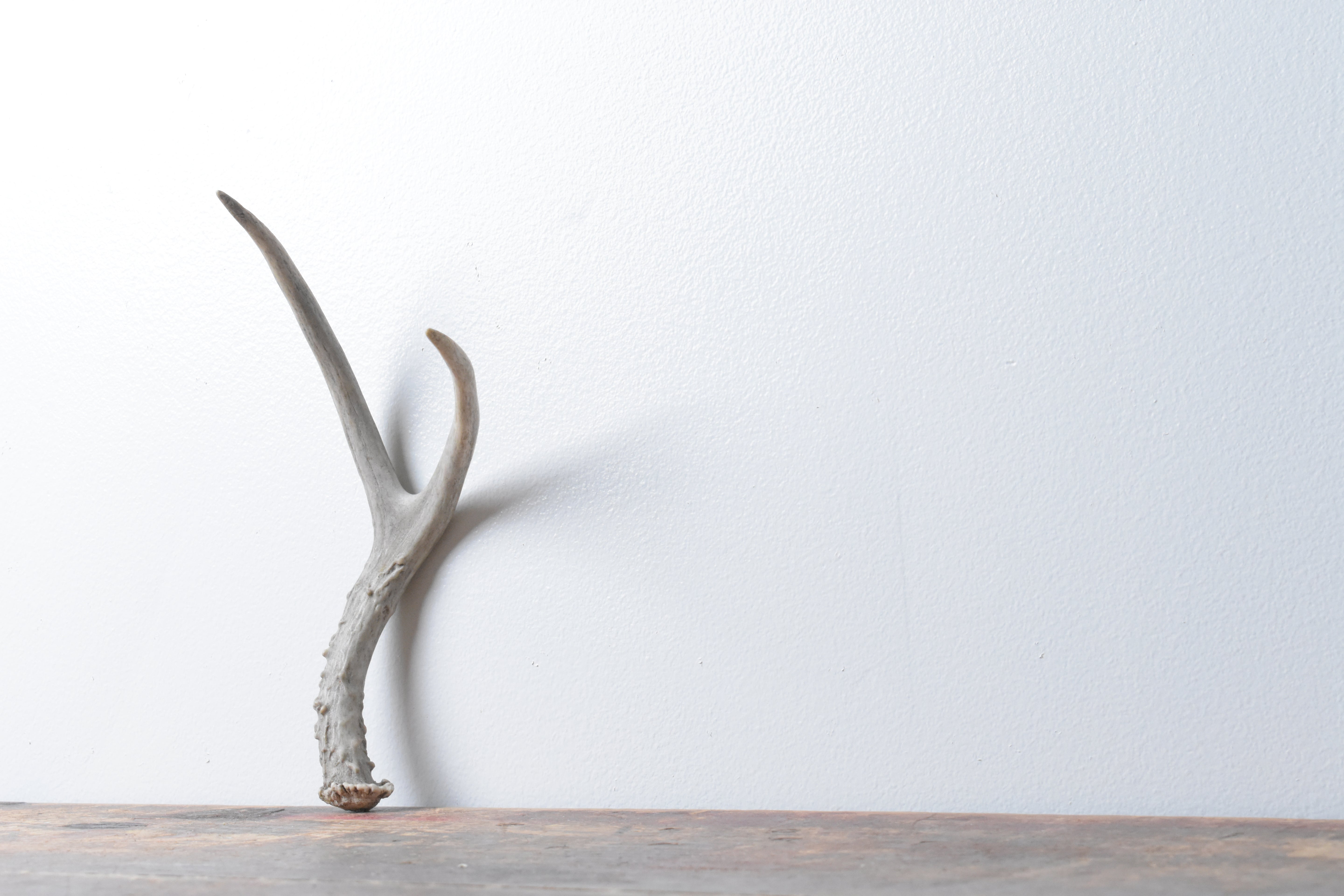 Mule Deer Antler | Extra-Small Size | 27
